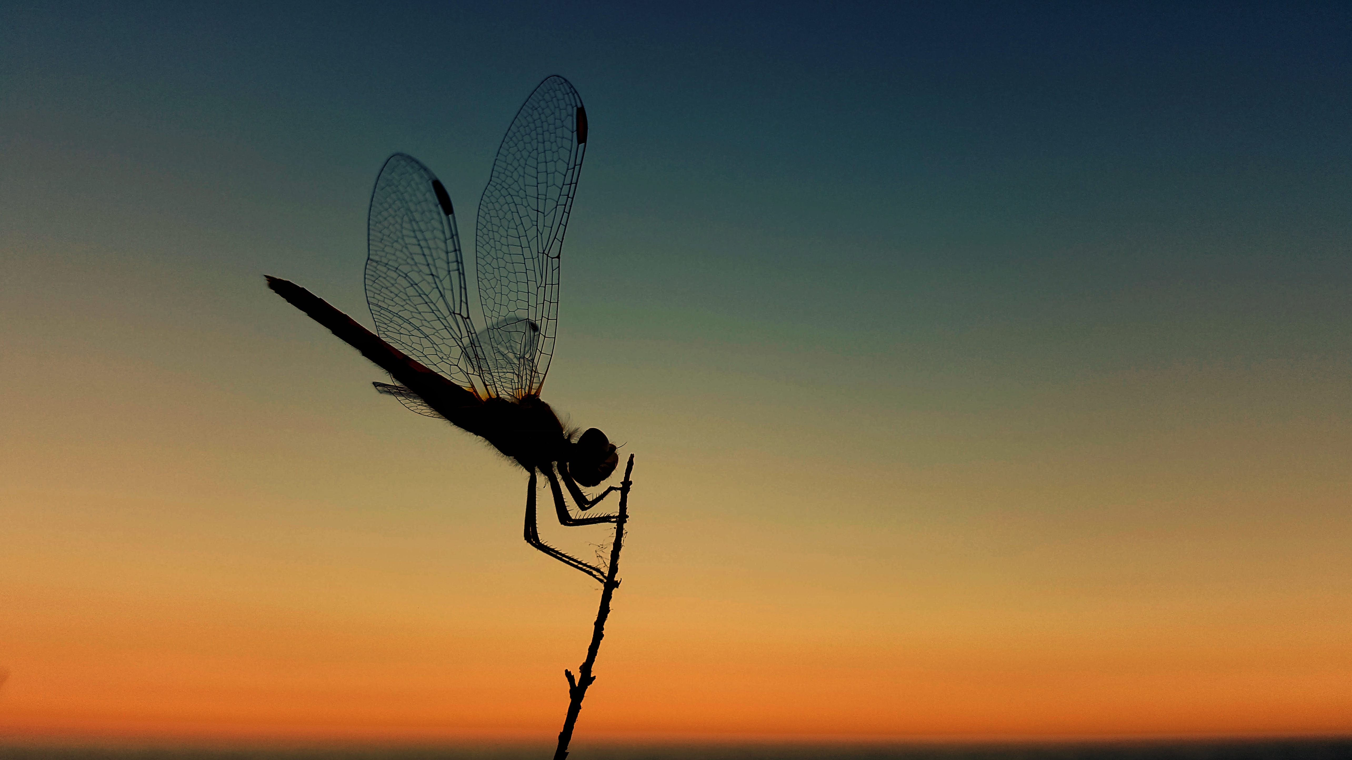 CS Community Collection #397