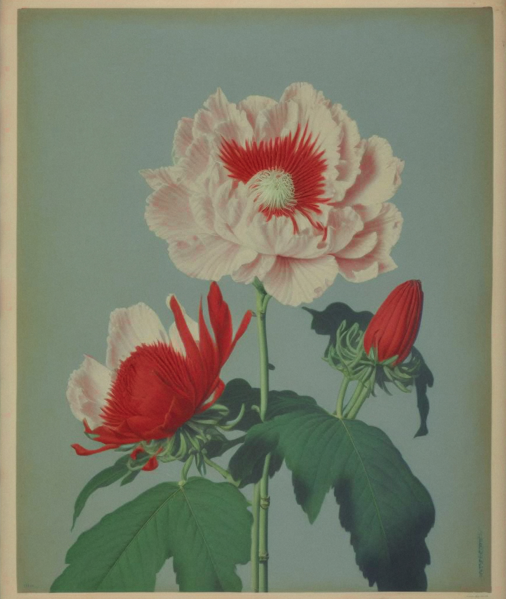 Poppy Hybrid, Chromo-collotype, 1875