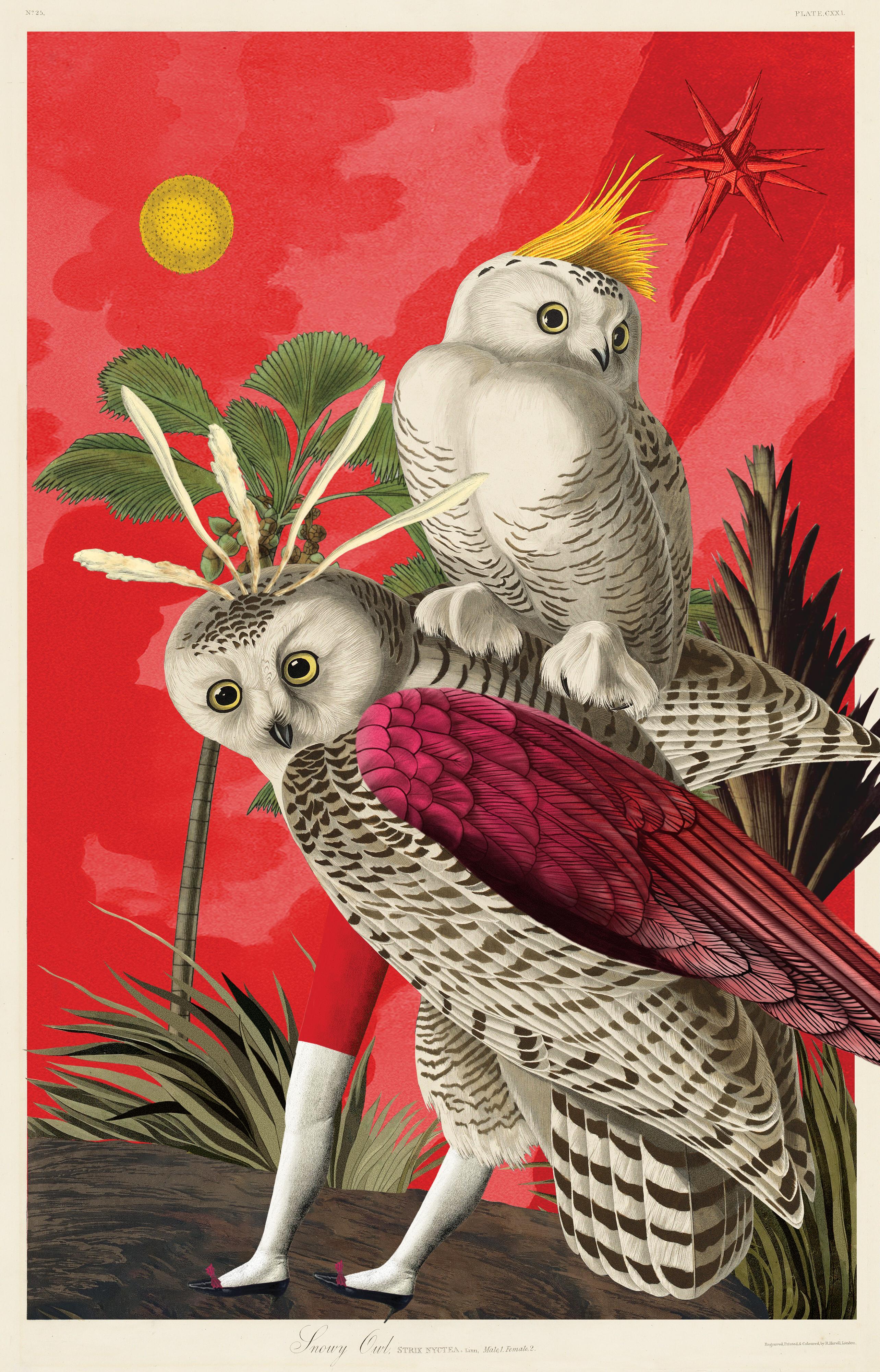 Bubo Scandicus Morphus #22