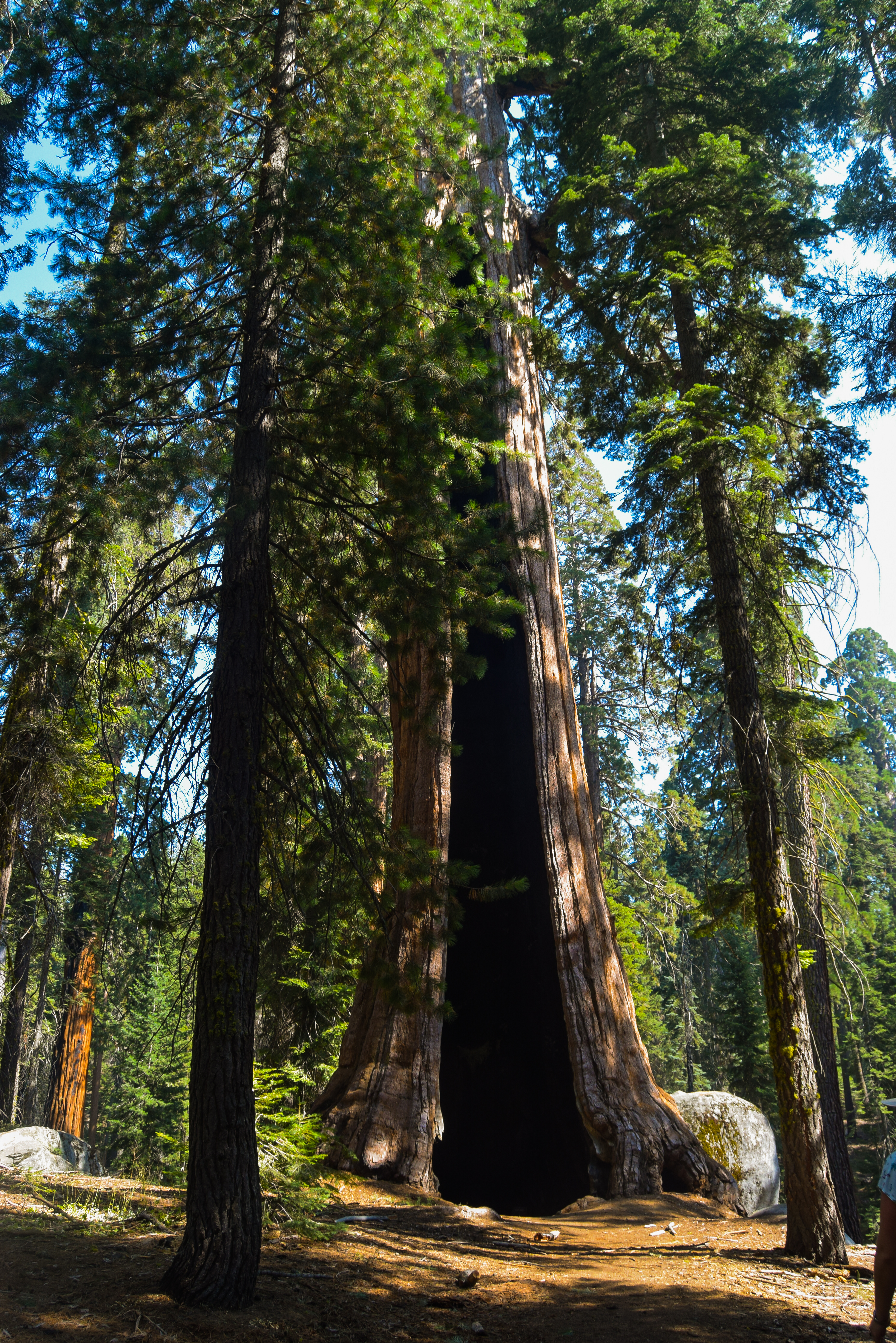 Meeting with the trees