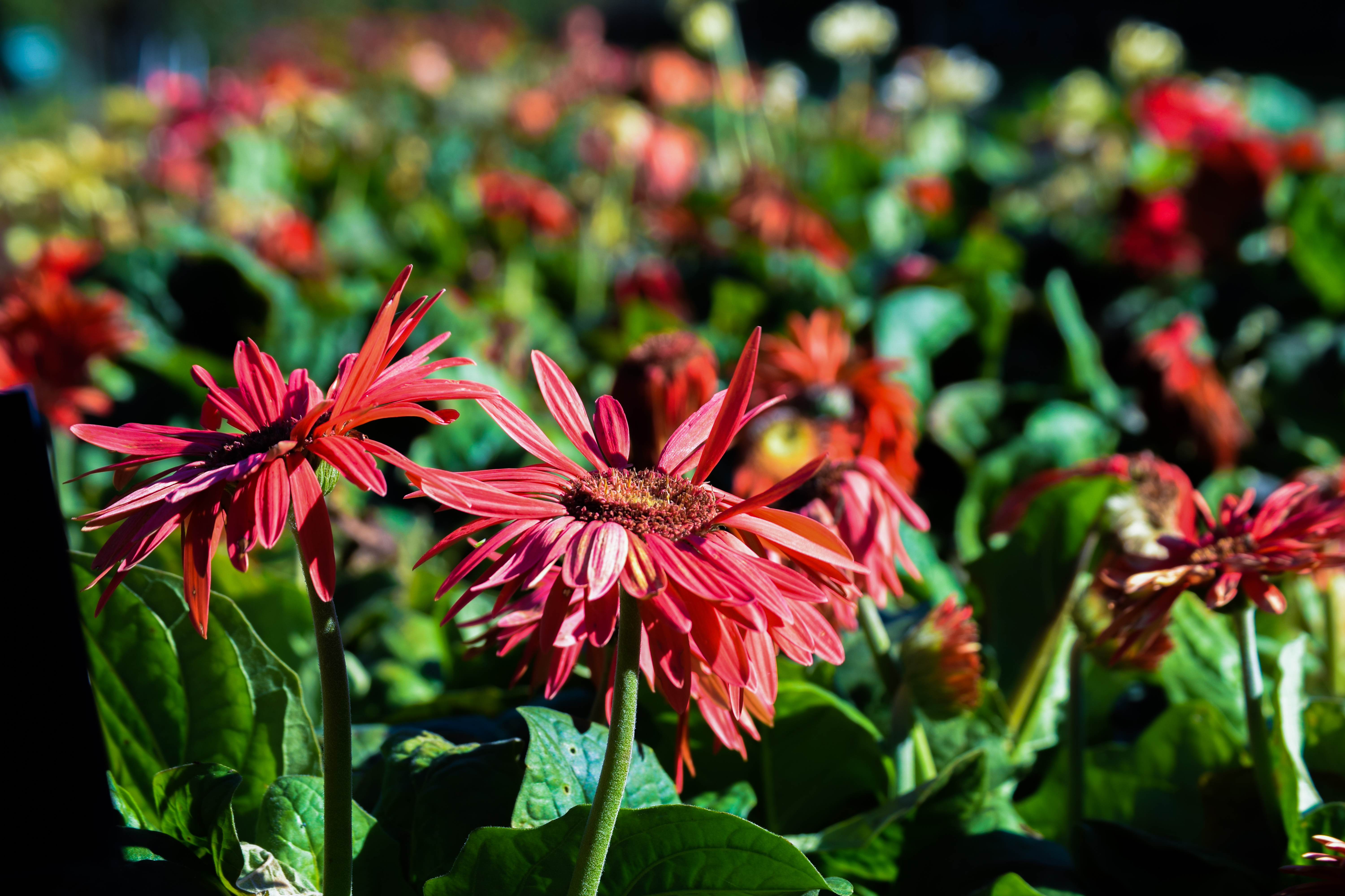 The flower waved at me