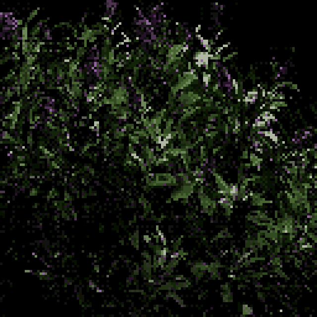 Buddleia davidi - Butterfly Bush