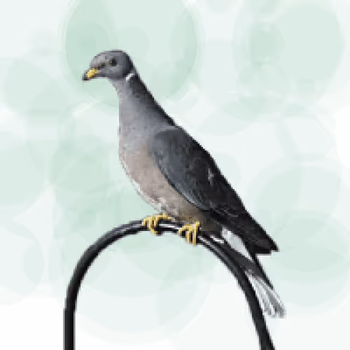 Seamorphus Pigeon #6