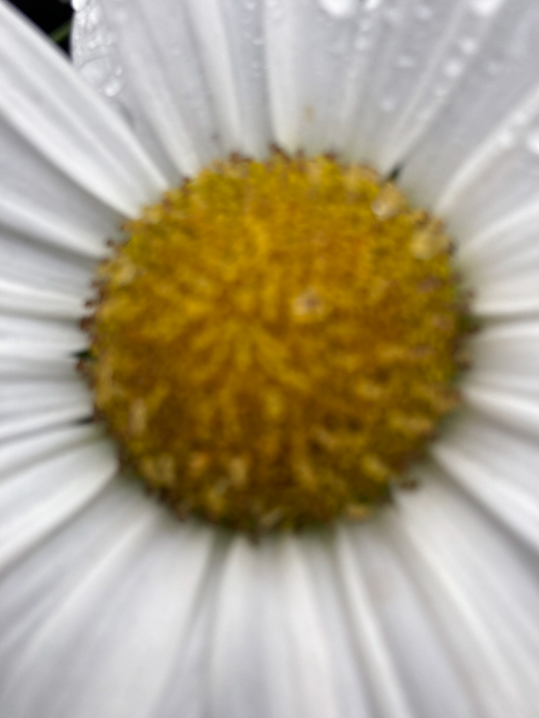 Perspective No. 3