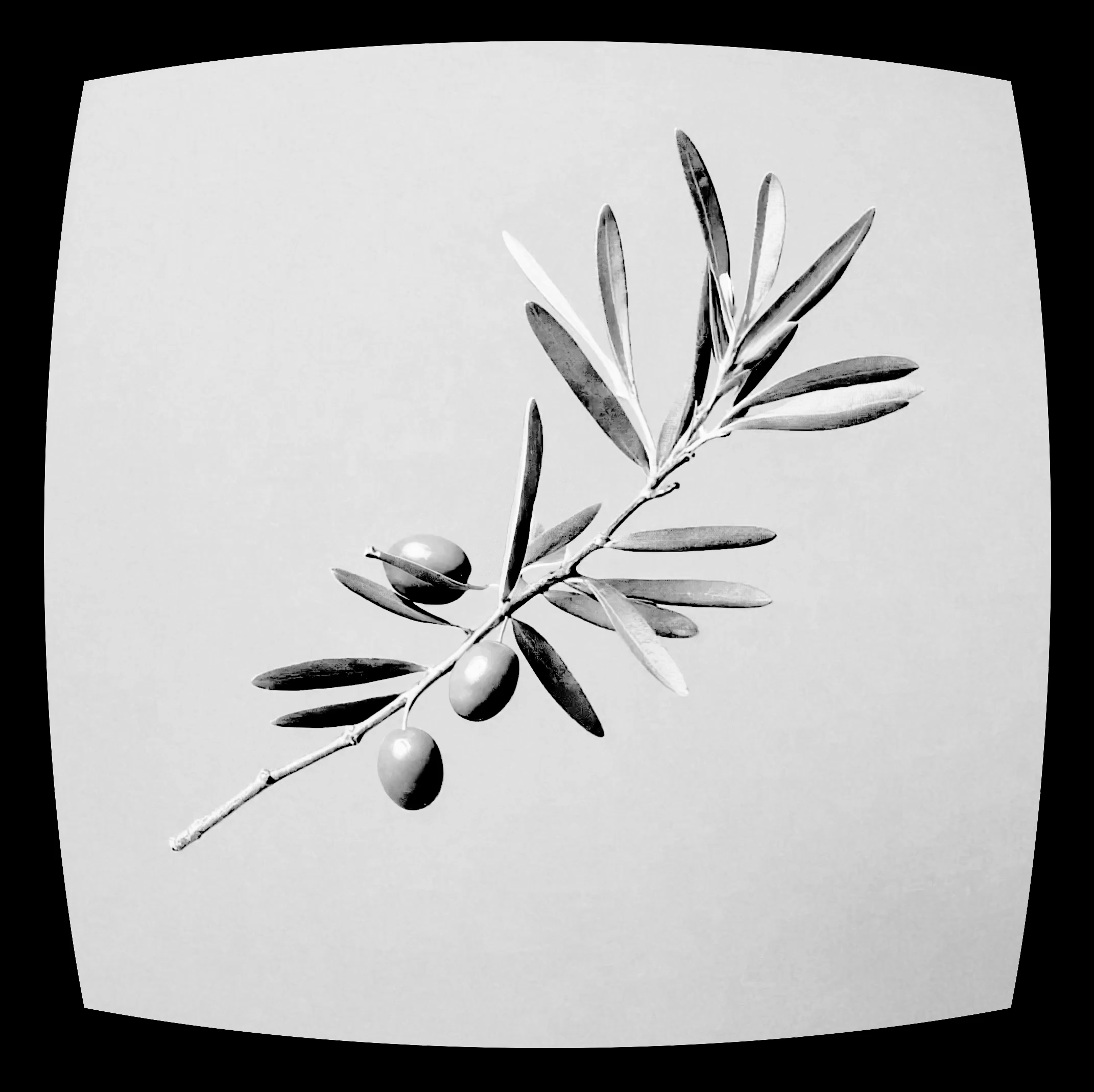 PEACE TROPE #11/66