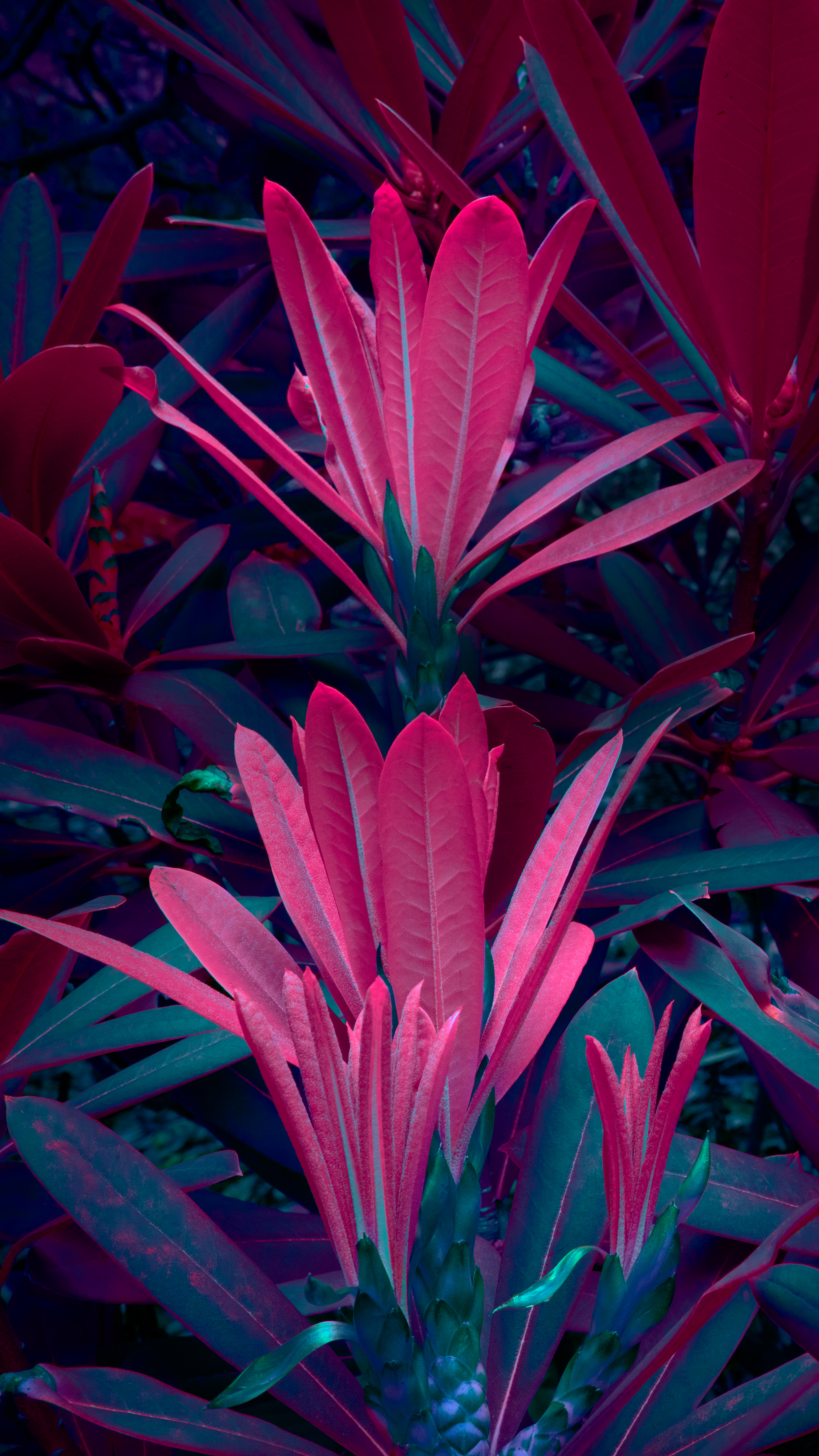 Catalyst