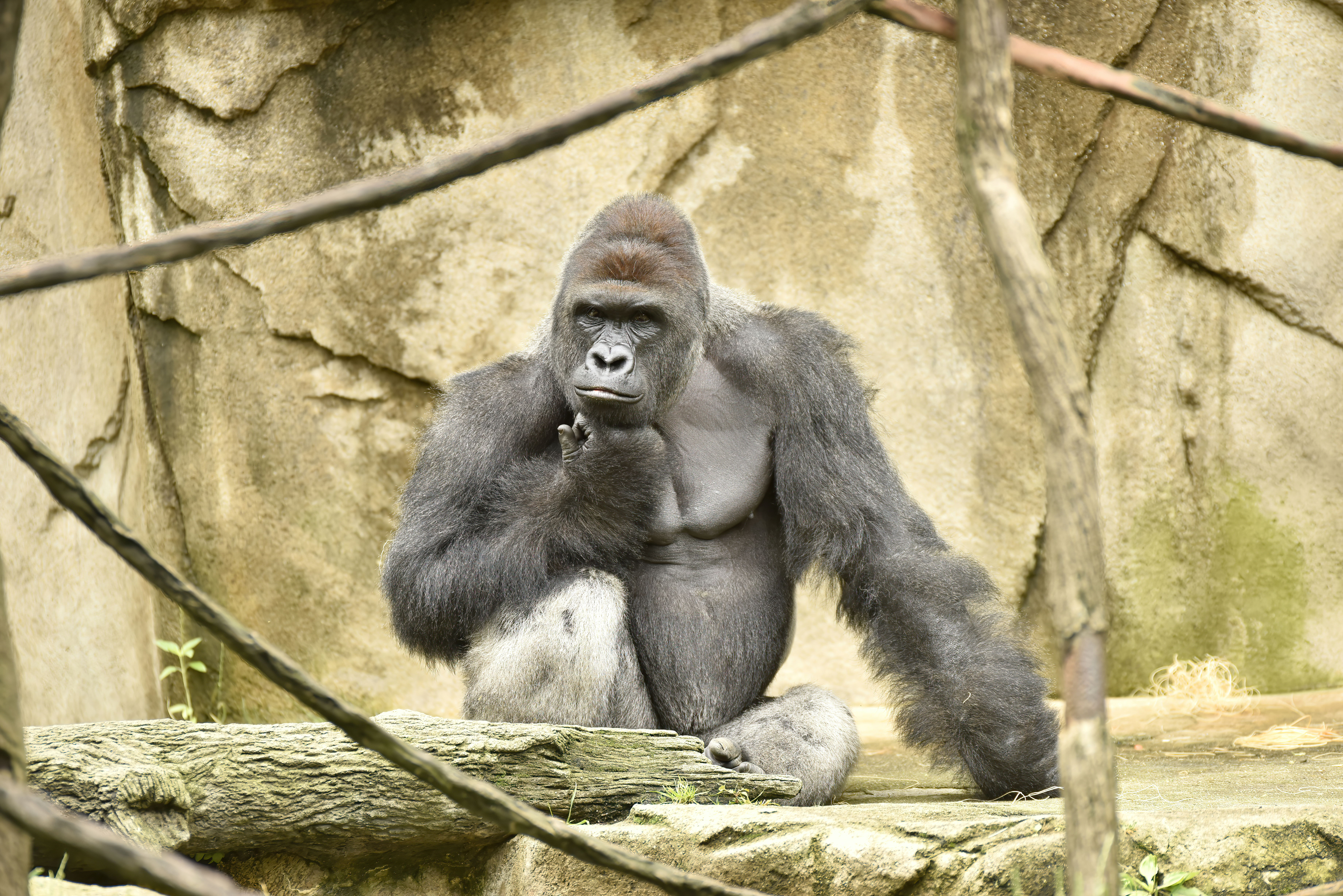 HARAMBE: LEGENDS #643