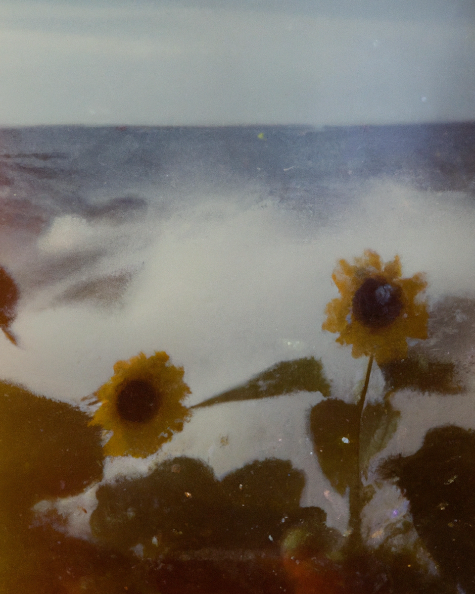 Tsunflower Chaos #141