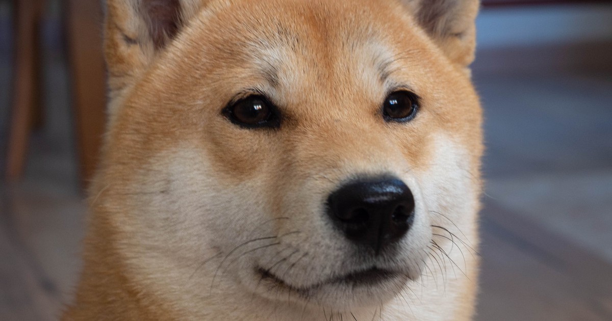 shiba