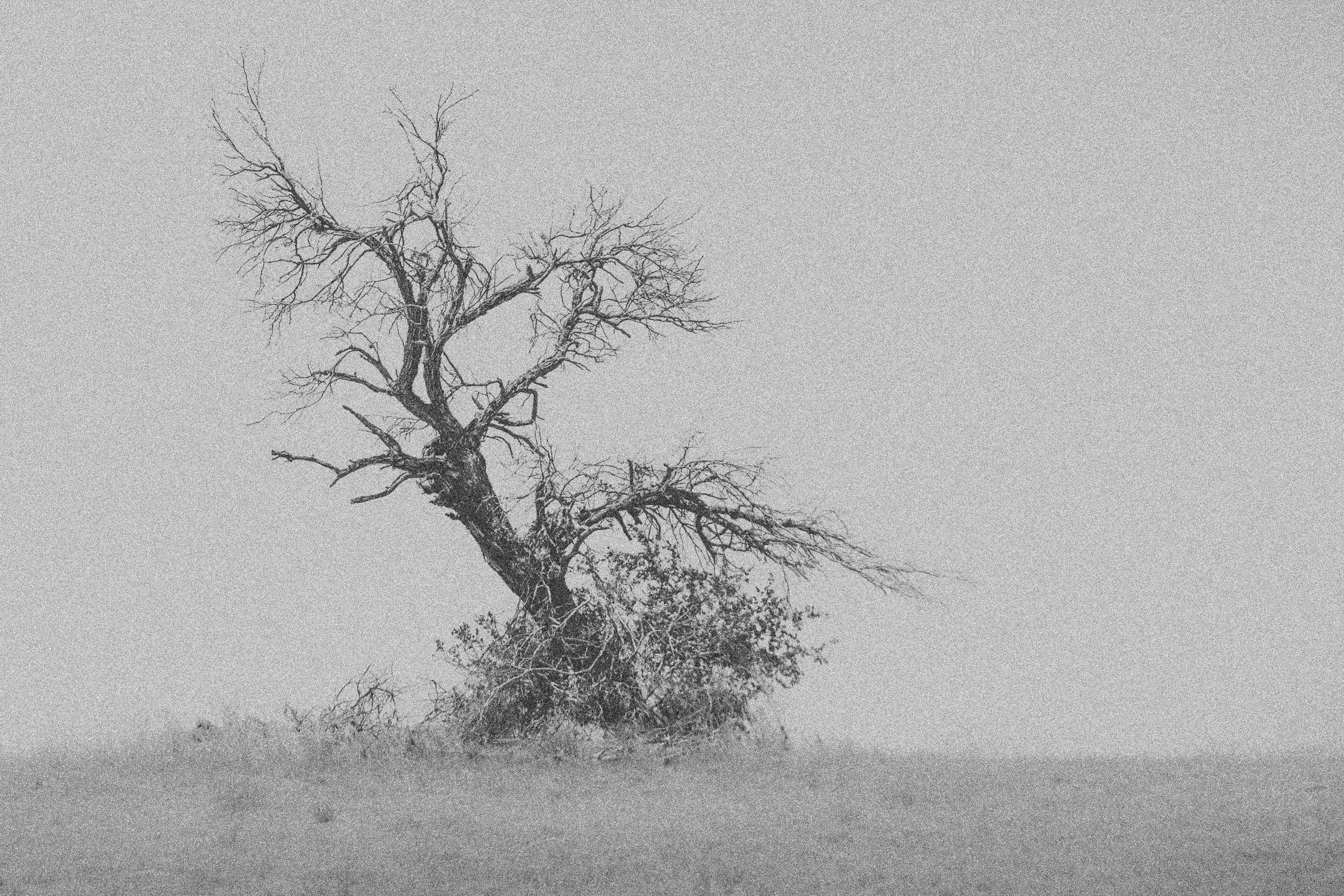 The Bellowing Tree