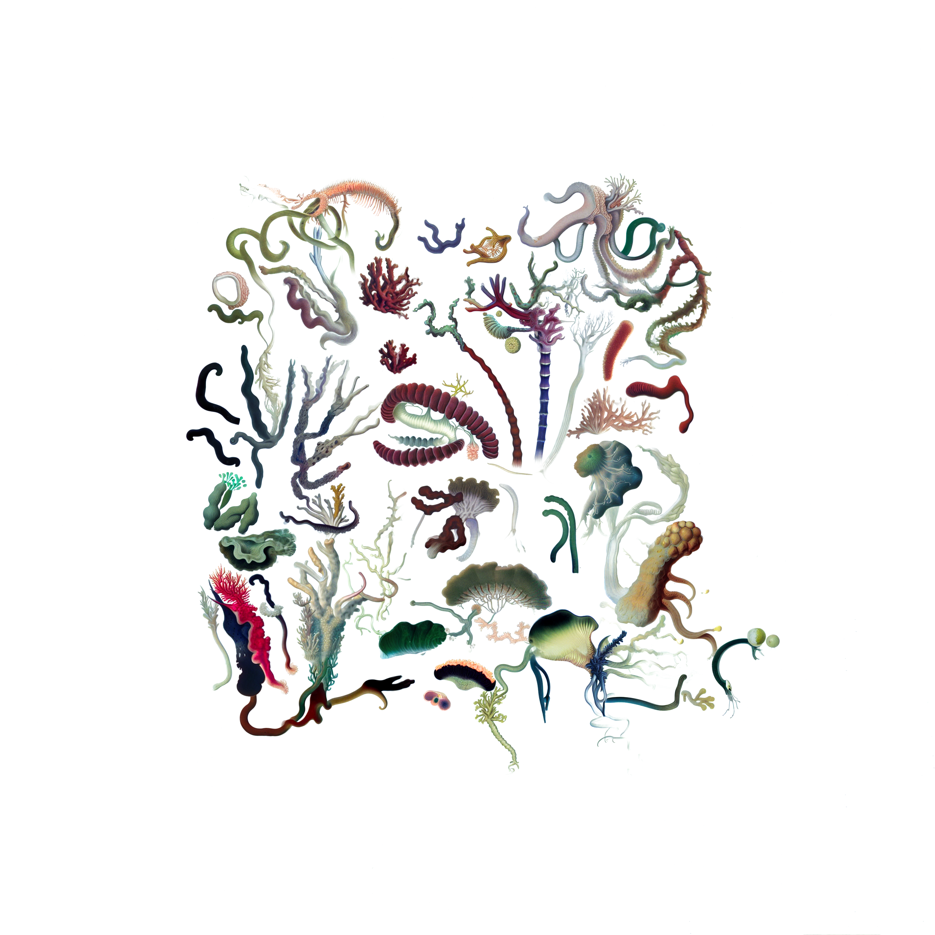 Intertidal Samples #38