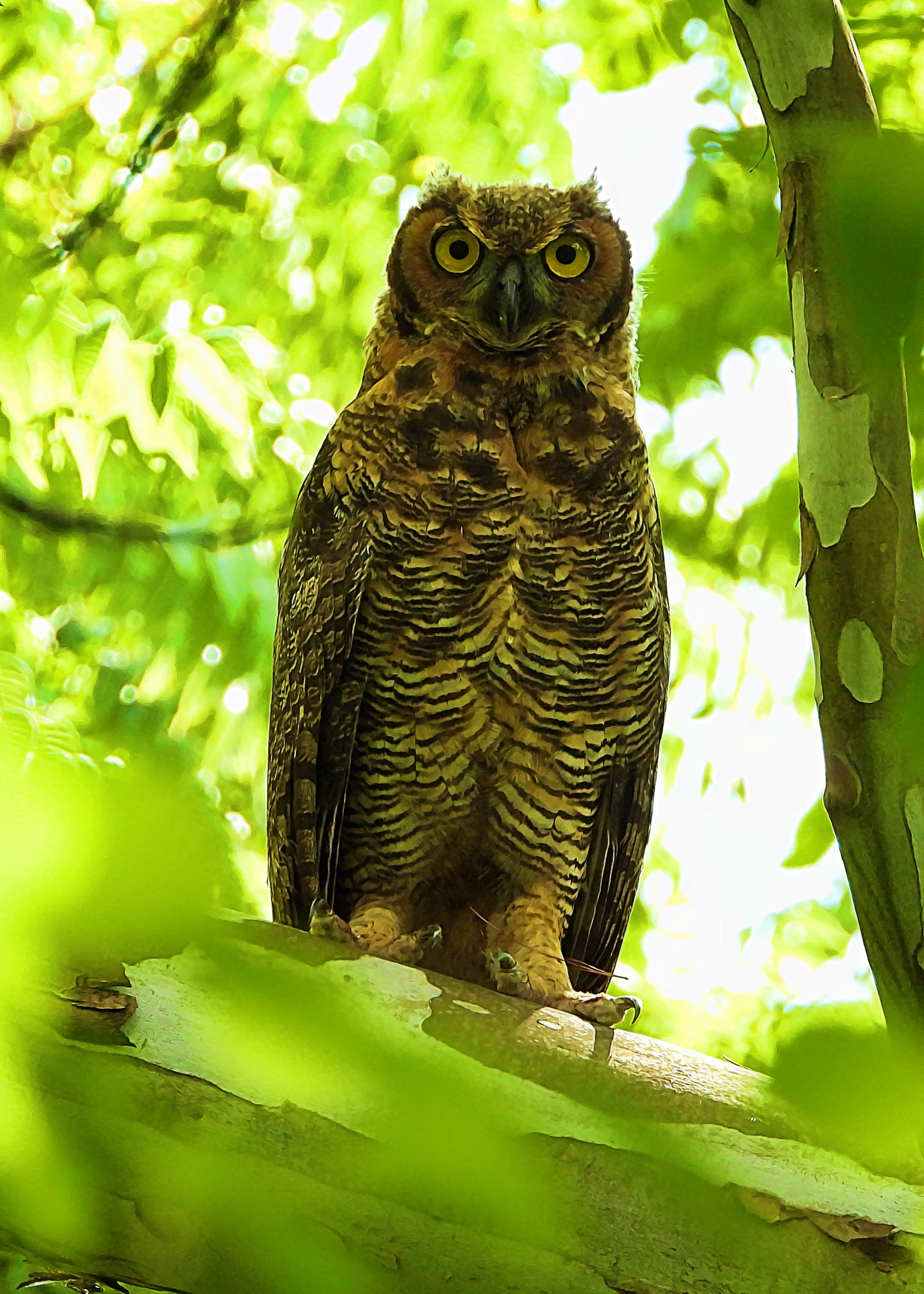 Flocksourced #004 - Great Horned Owl