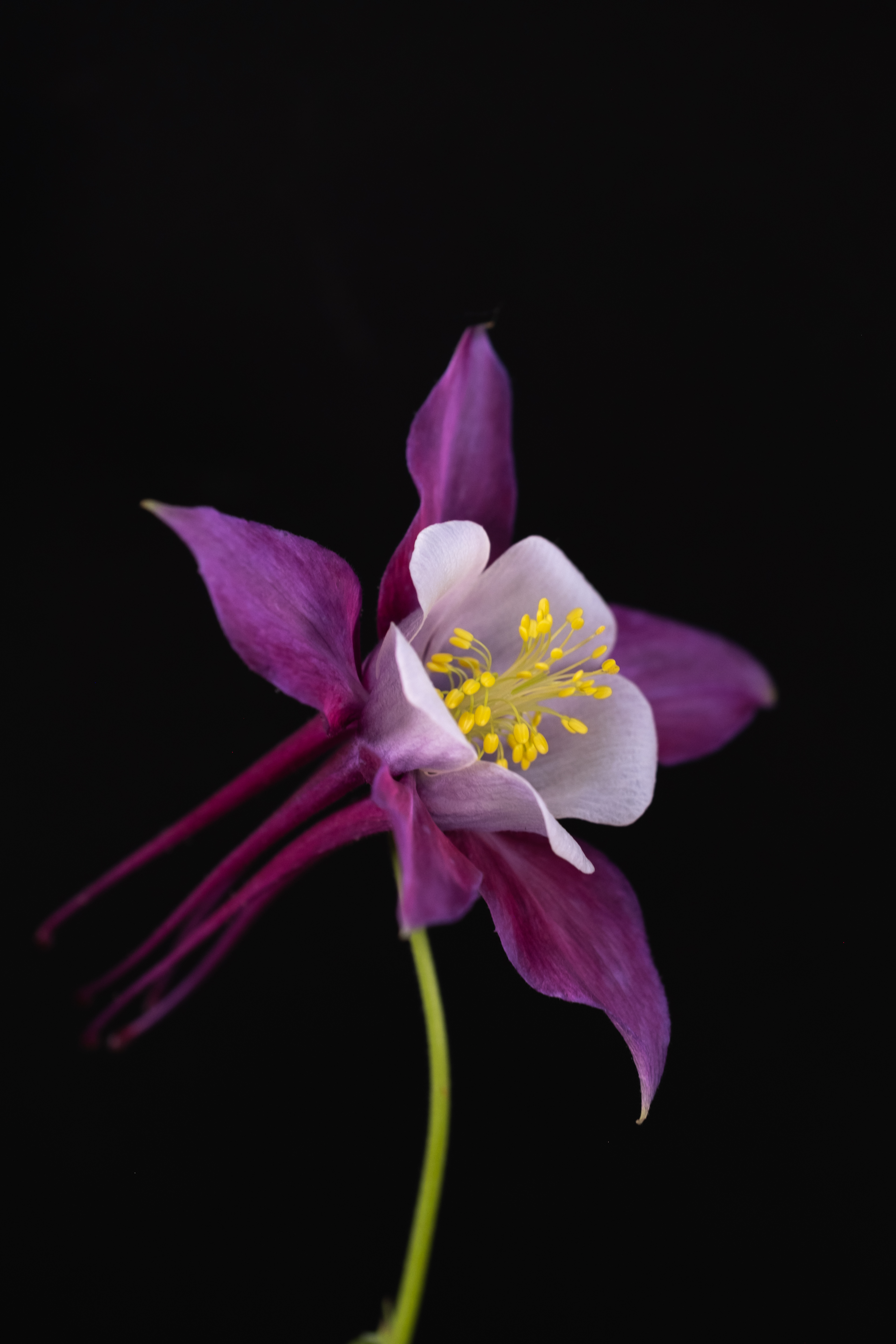 Columbine Surprise #20/20