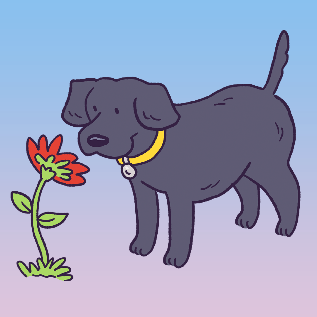 Labrador Retriever #768