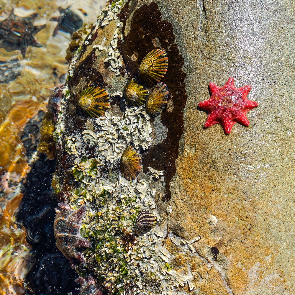 Red Starfish