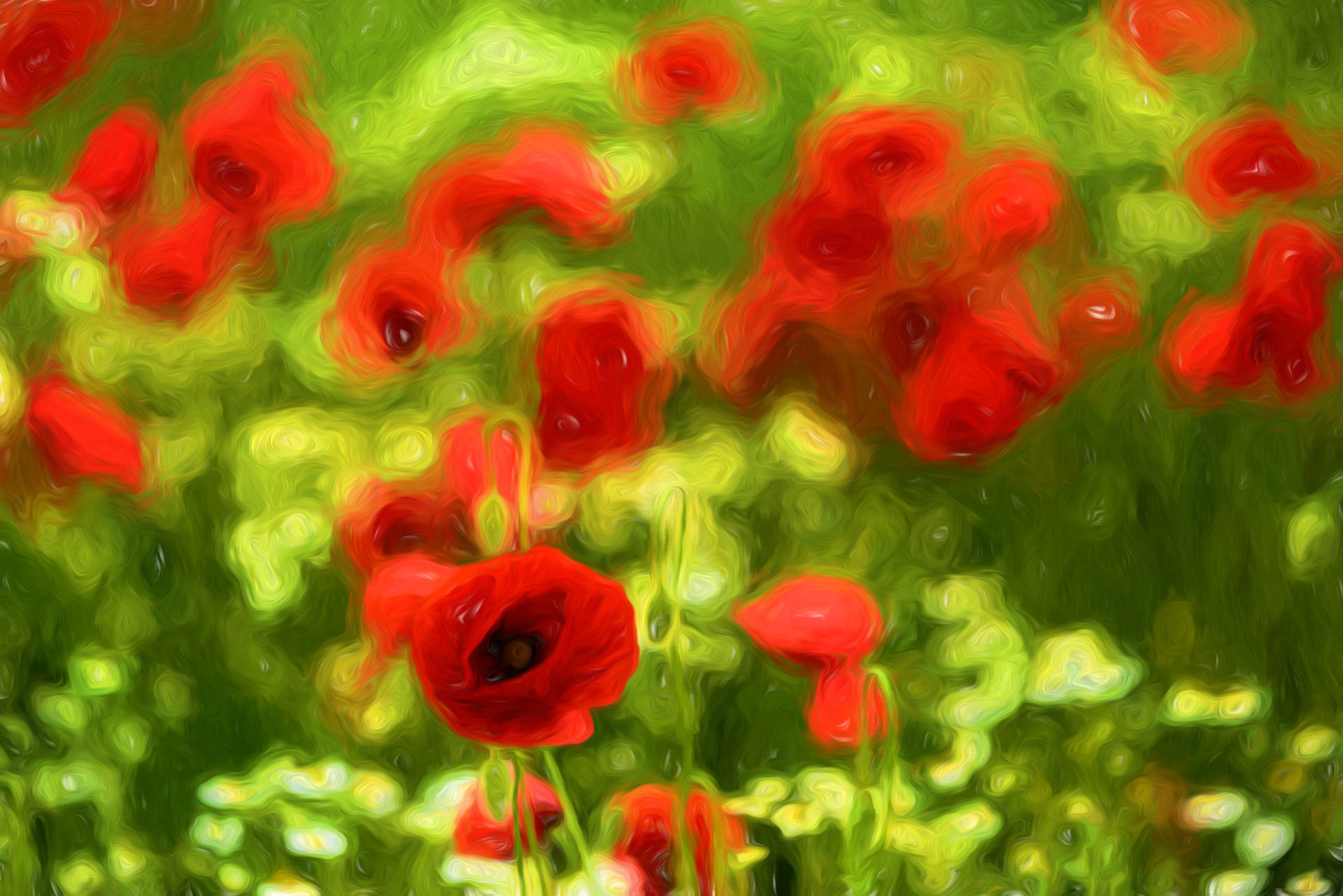 poppy VI