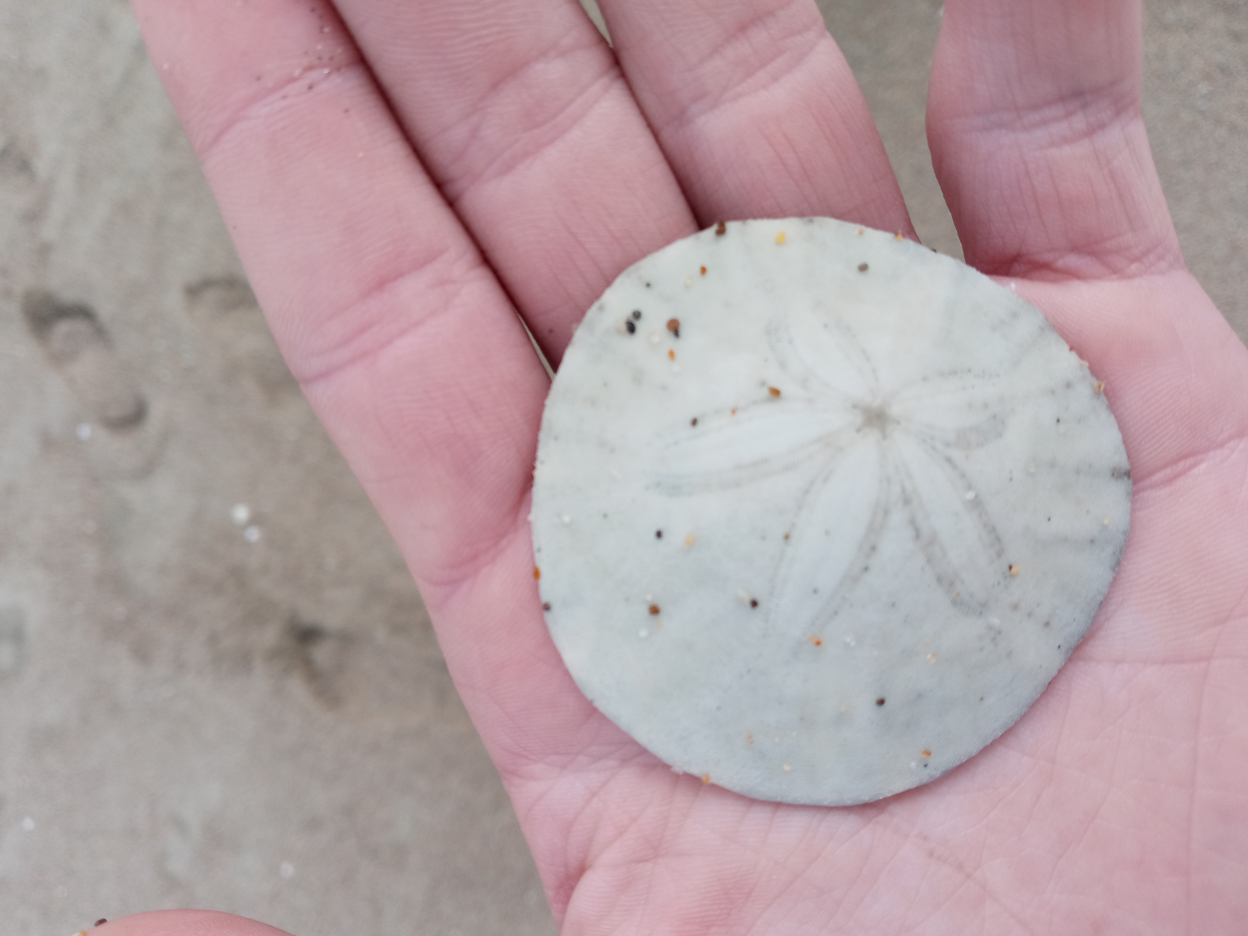 Sand Dollar