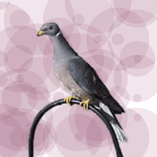 Seamorphus Pigeon #22
