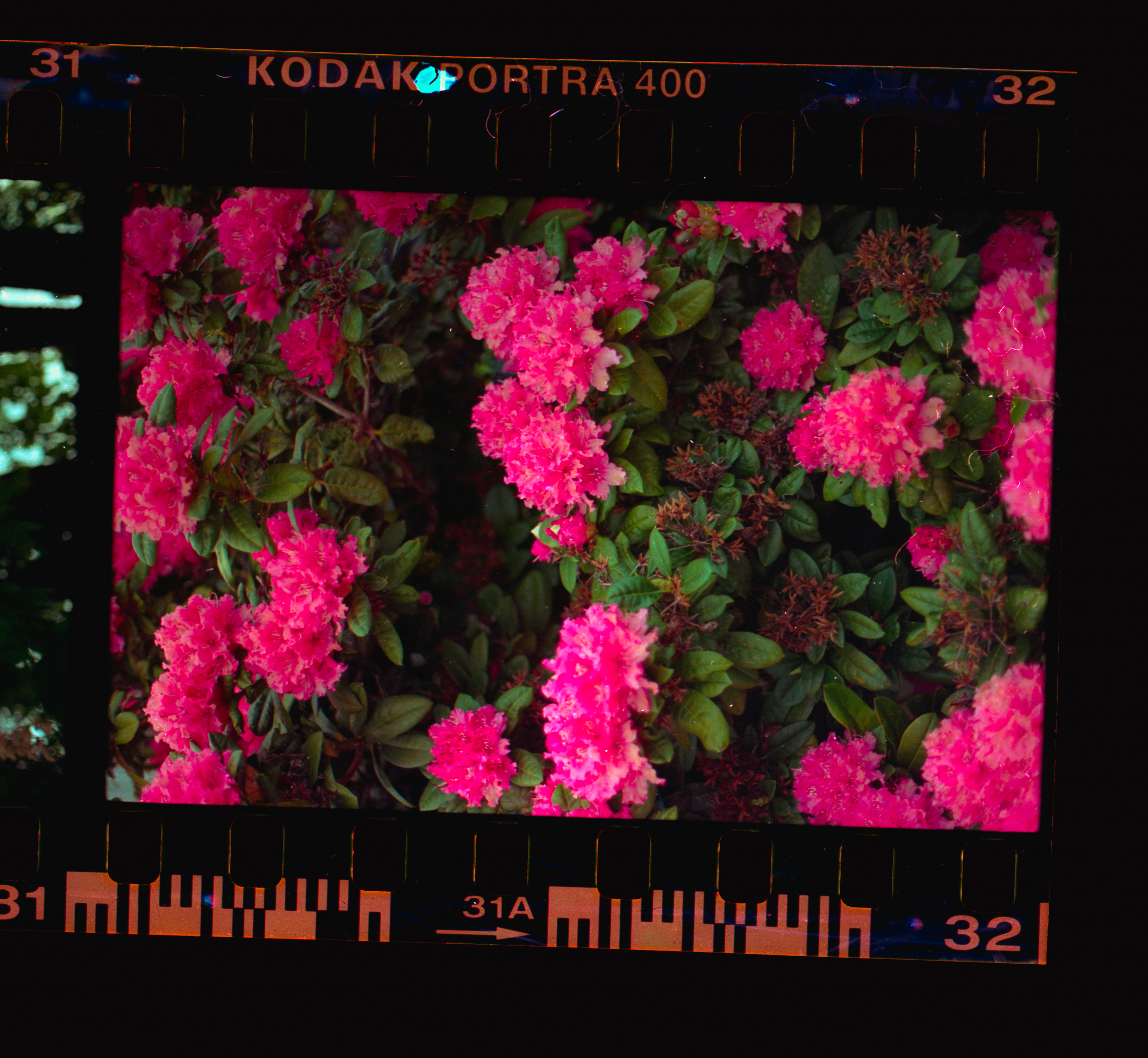 Kodachrome #1495