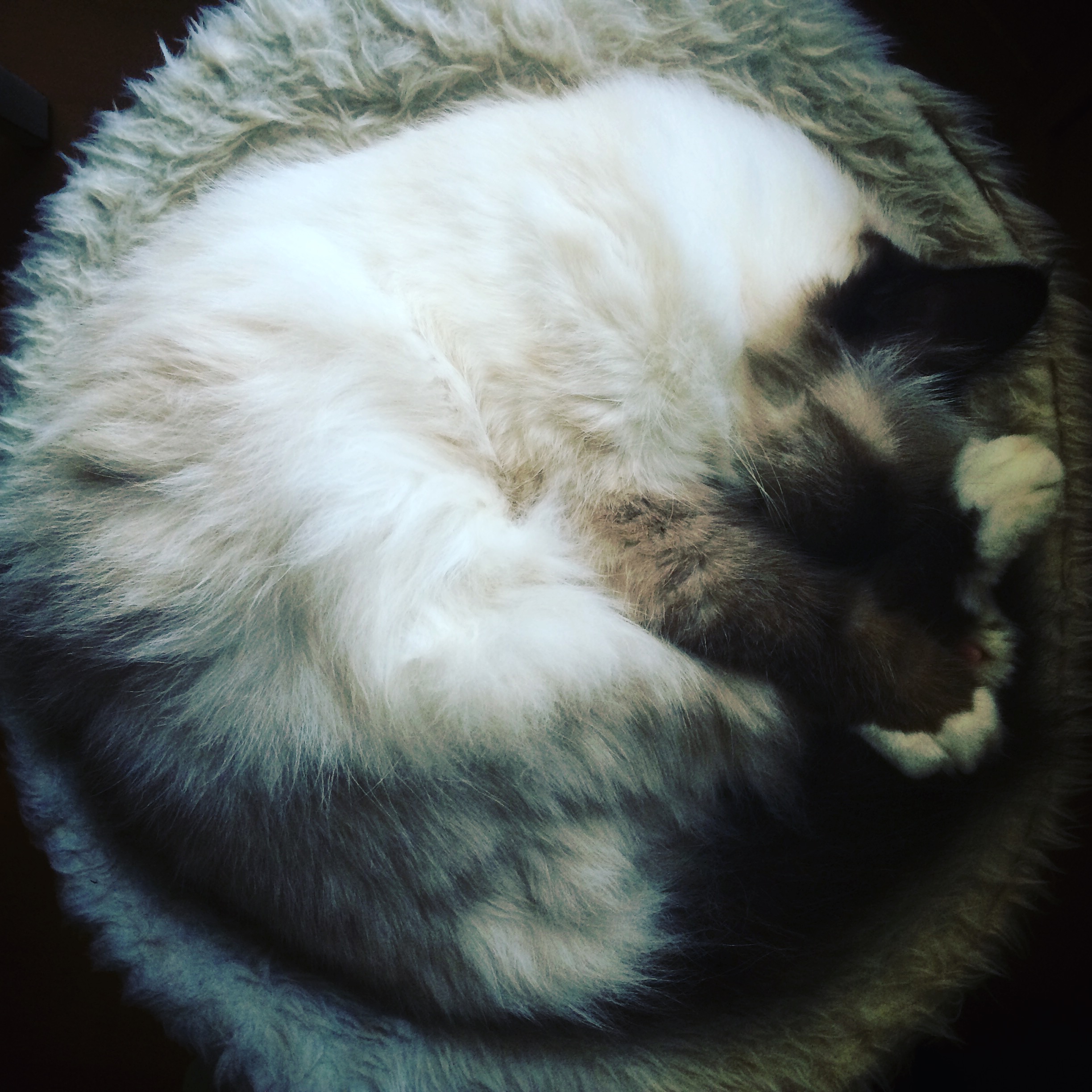 Sleeping cat
