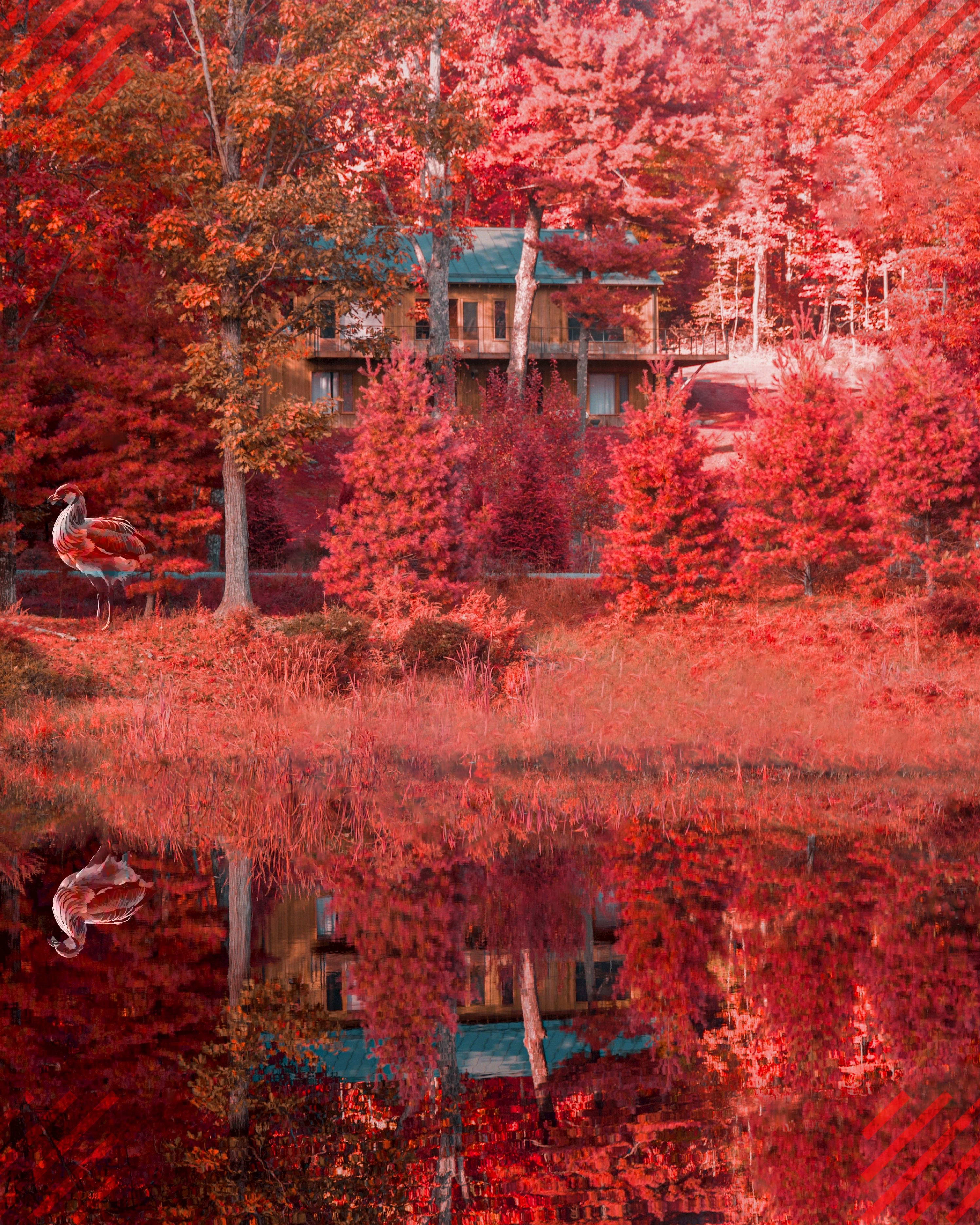 Gobble, Gobble - Animated GIF Version by ParraDeSys