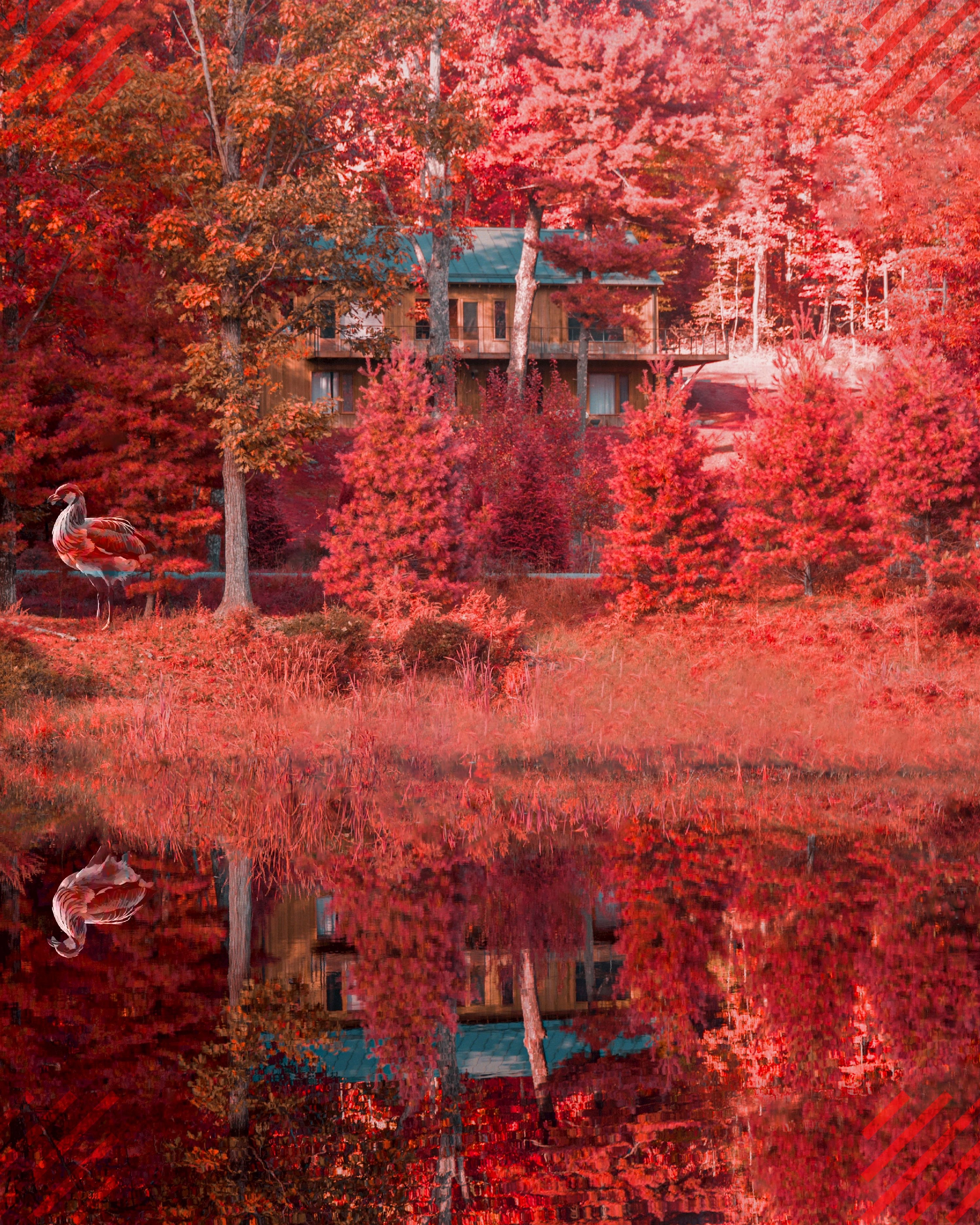Gobble, Gobble - Animated GIF Version by ParraDeSys