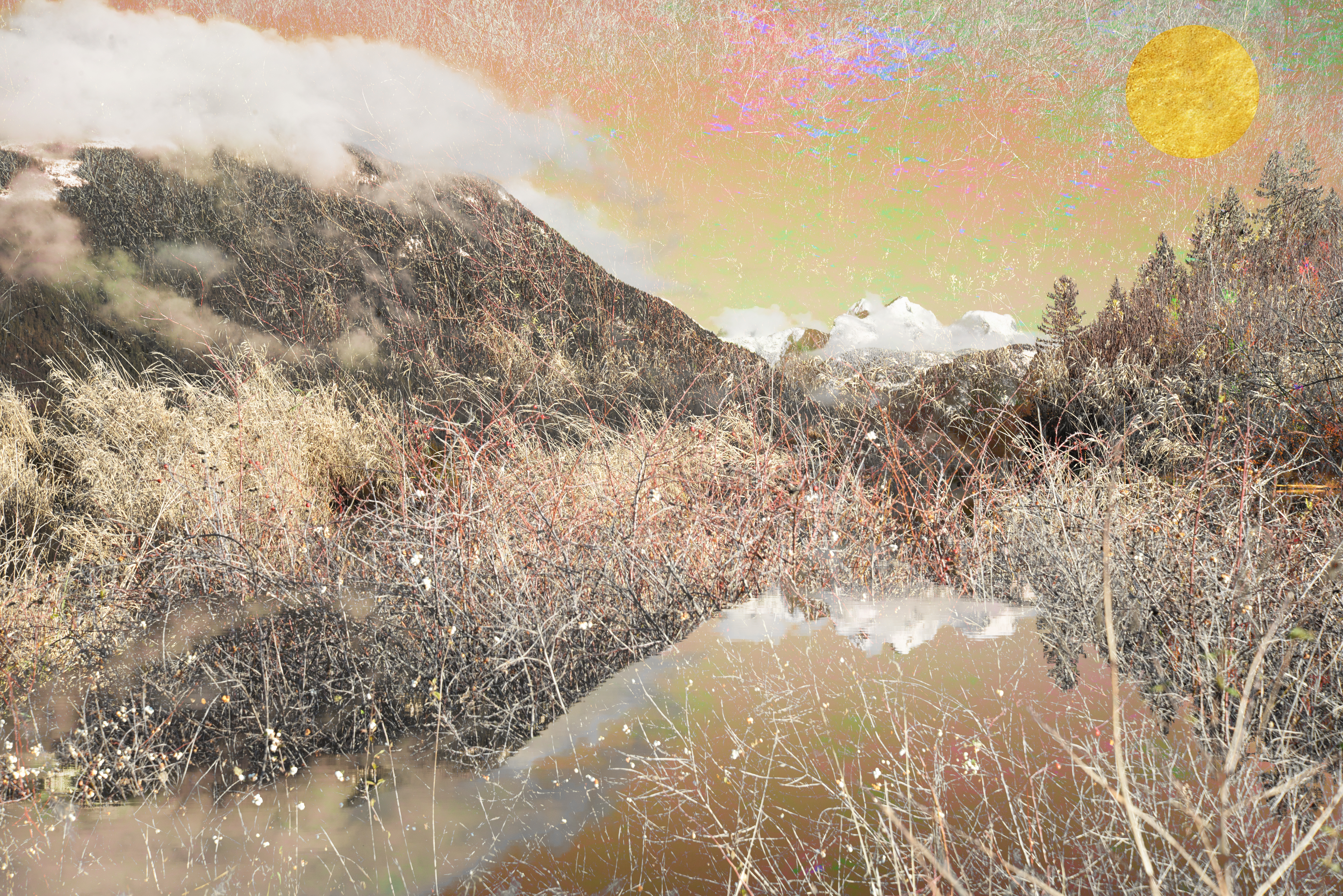 Les Roses du Printemps