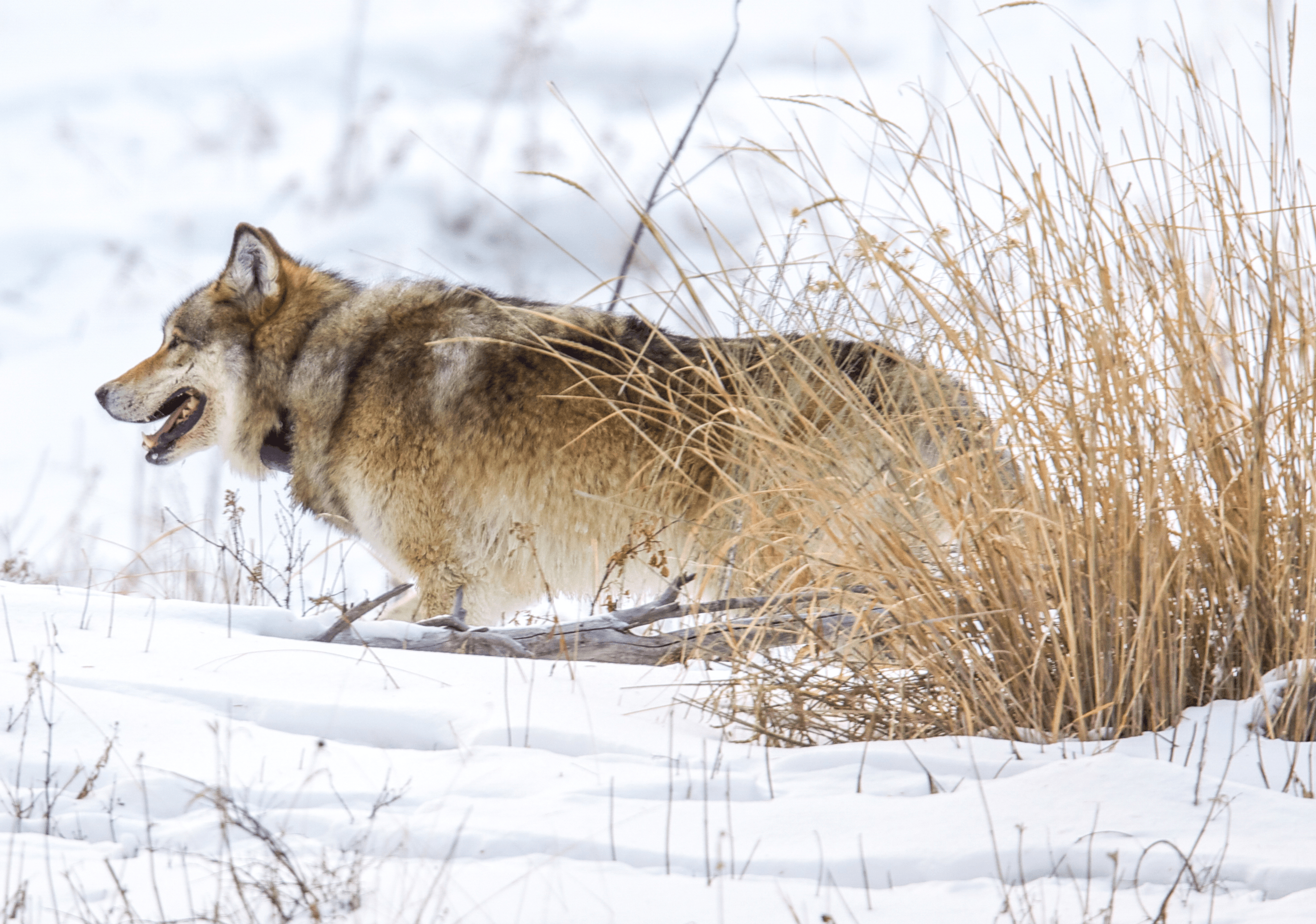 Balance #08 Gray Wolf