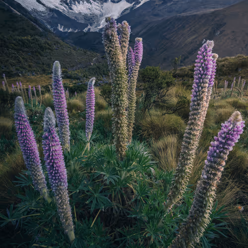 Wilderness to Blockchain #20 - Crown of lupins