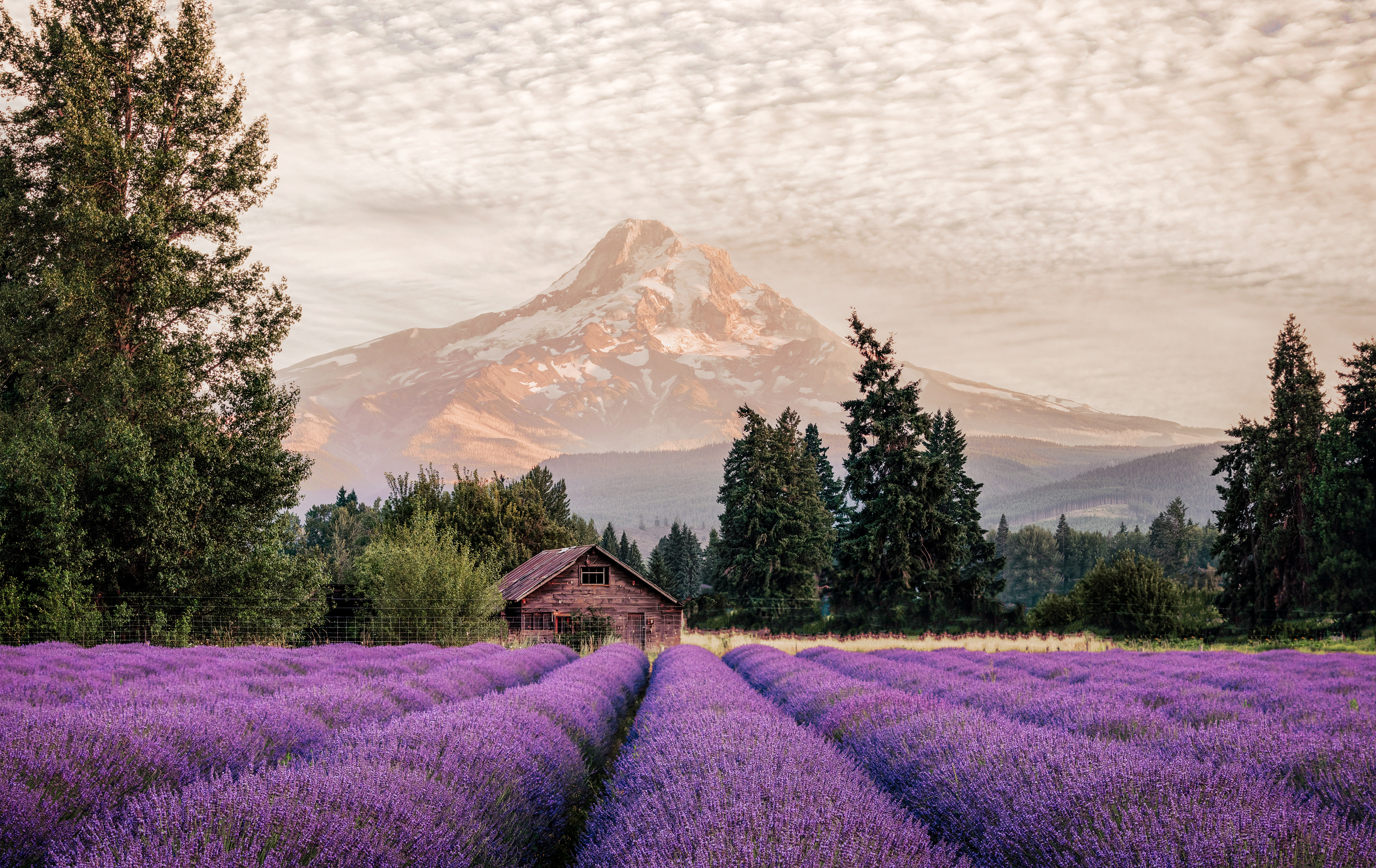 Lavender Haze