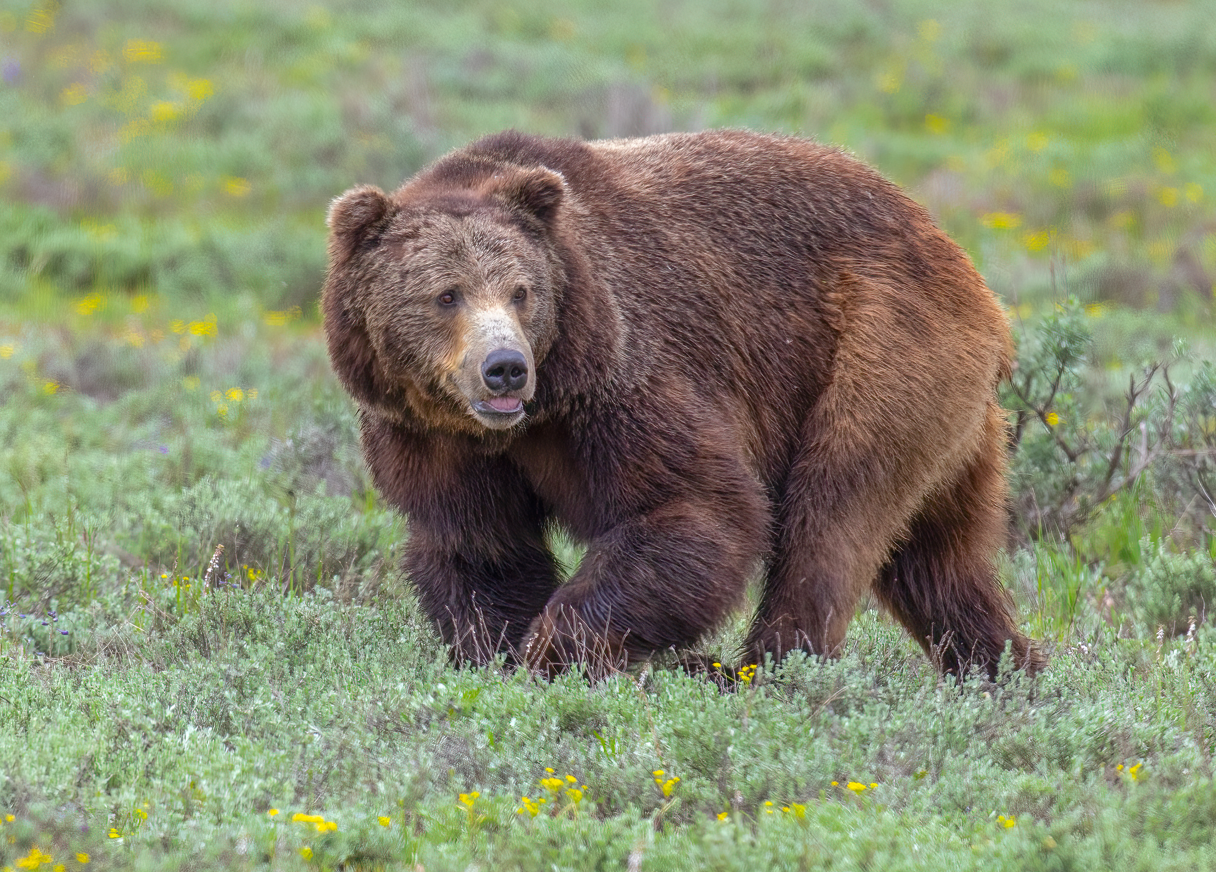 Freedom to Roam #17/40