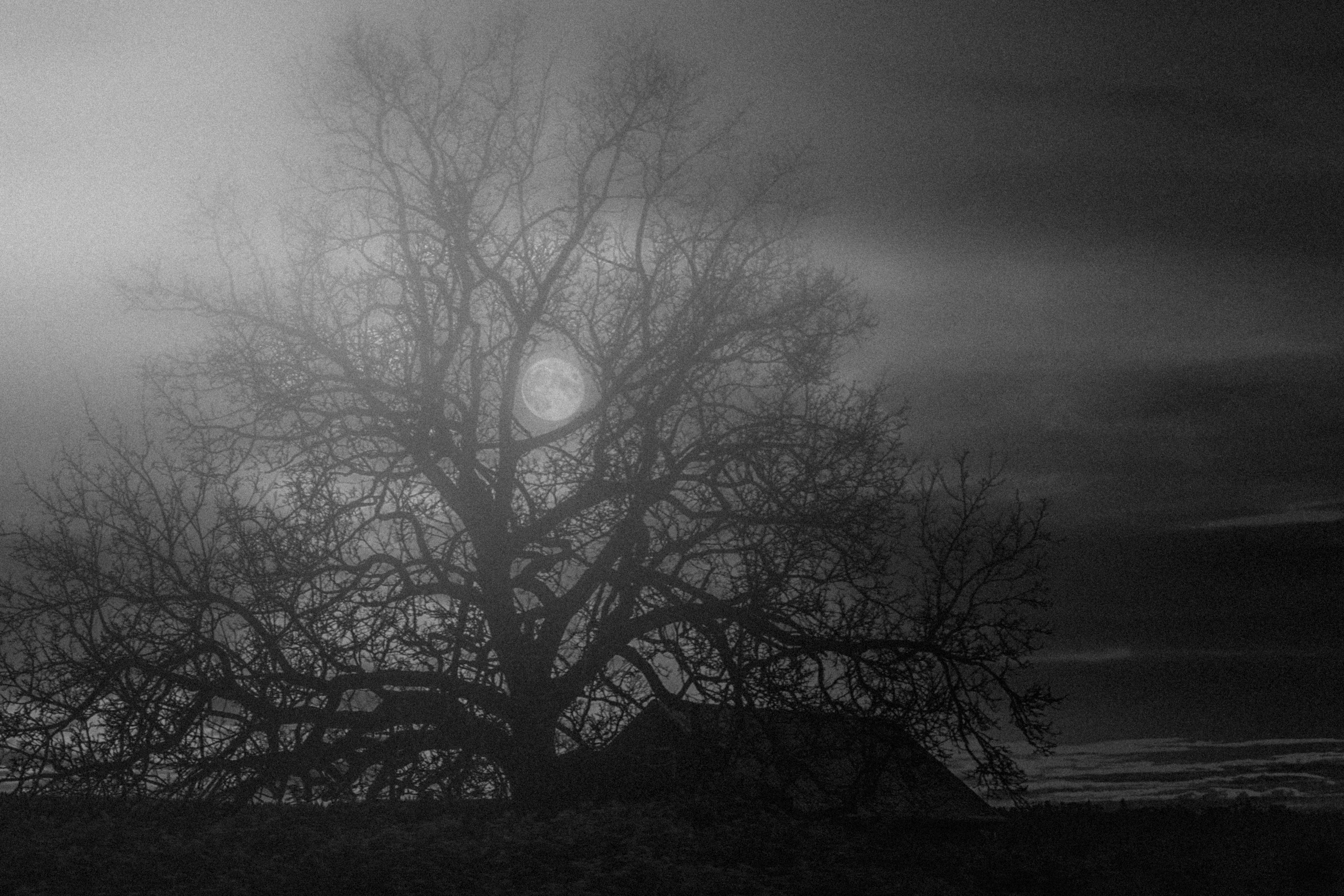 The Last House Under The Wither Moon Tree