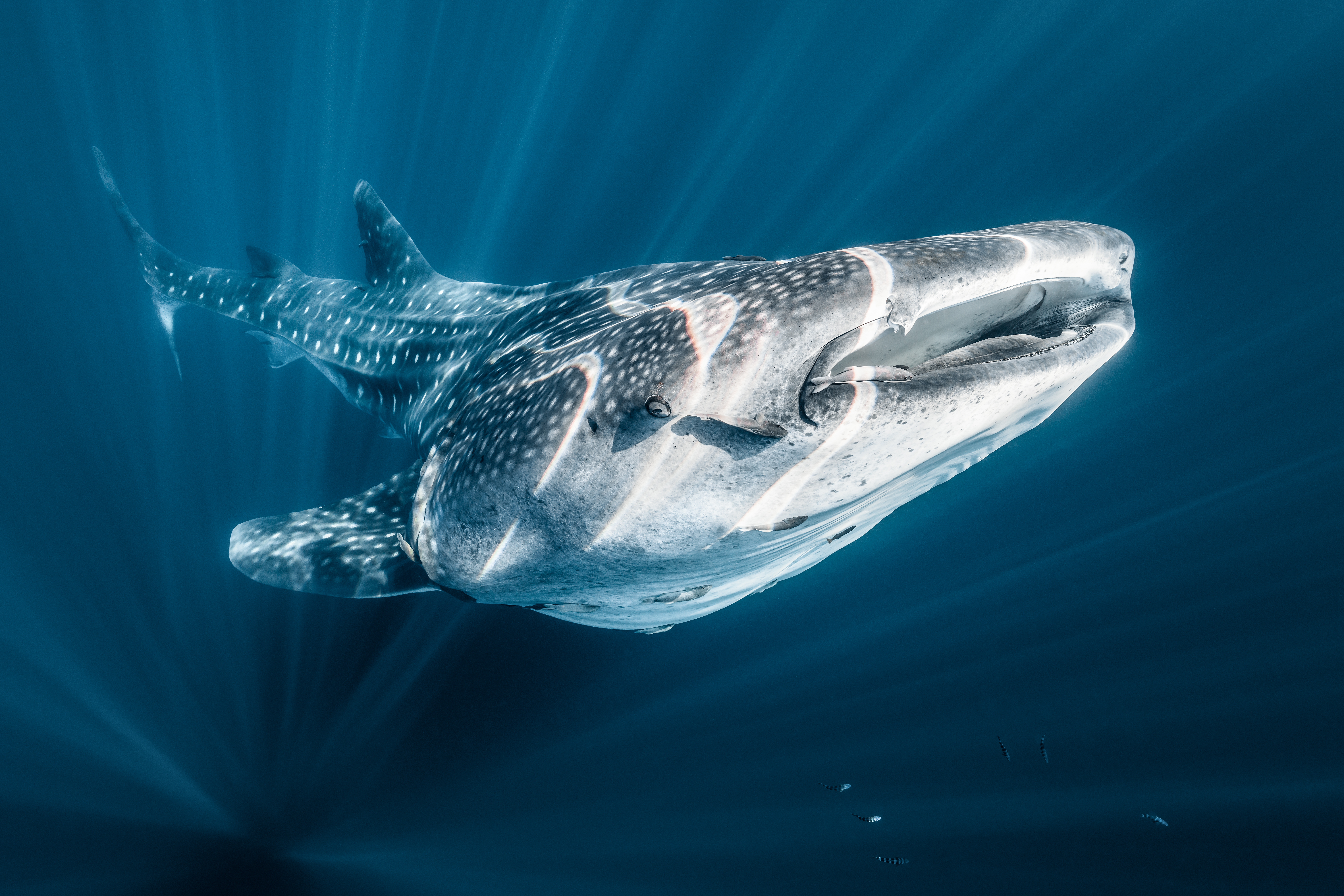 The Sun And The Stars