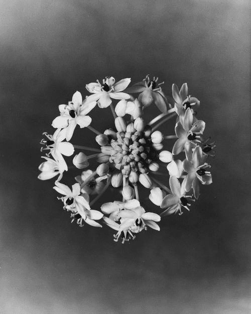 Anthos #59 - Arabian Starflower