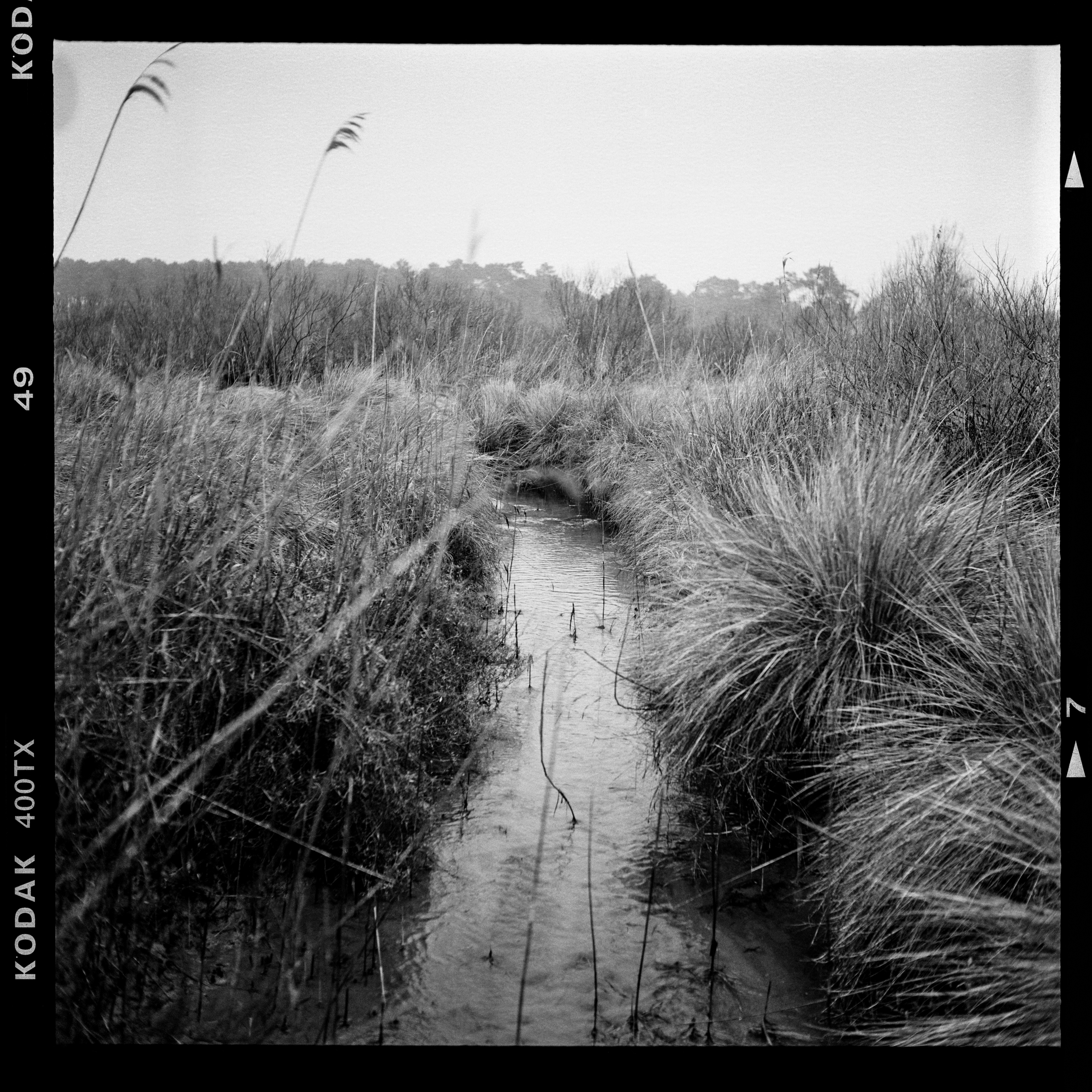Woodheart #3