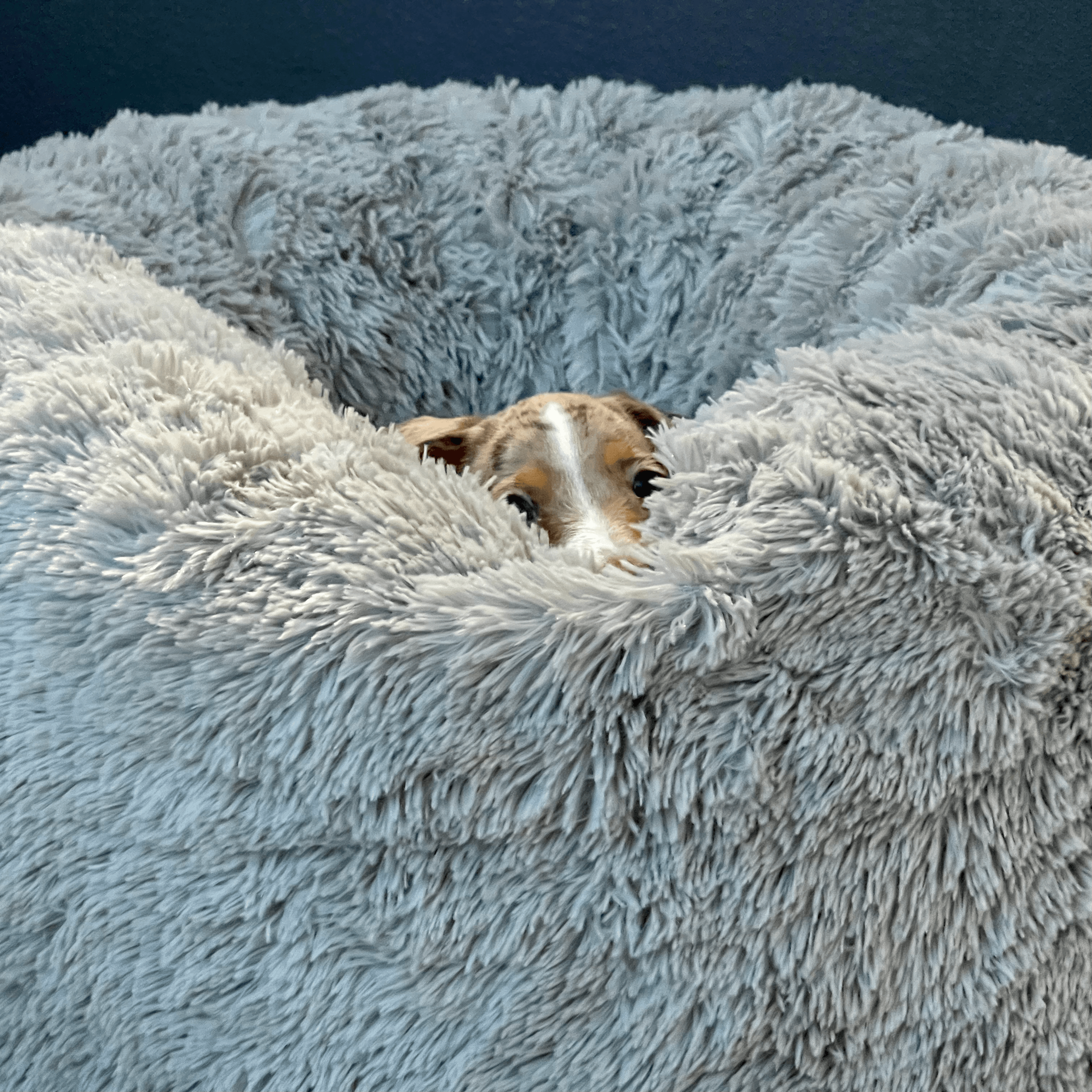Comfy Bean