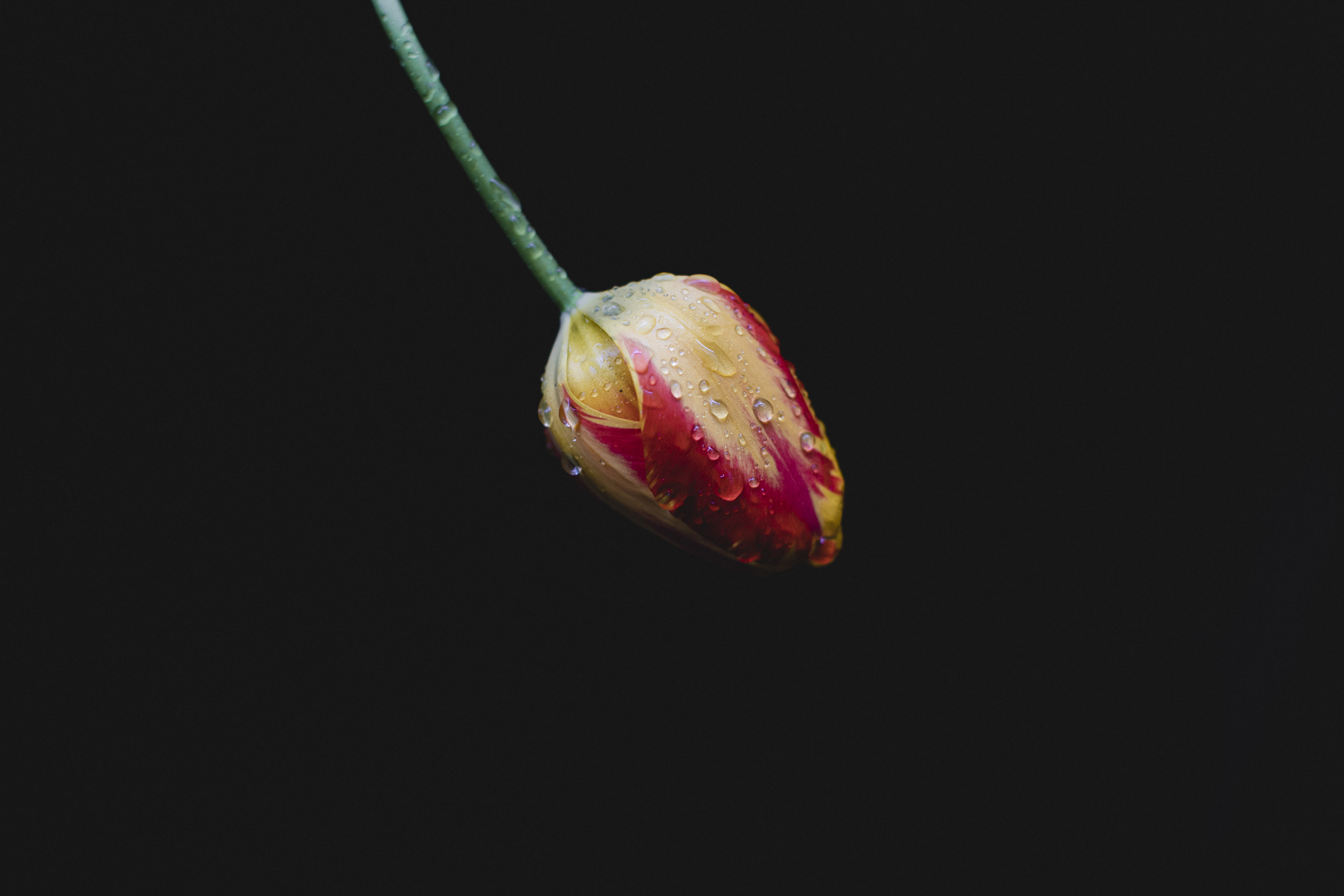 Tulip