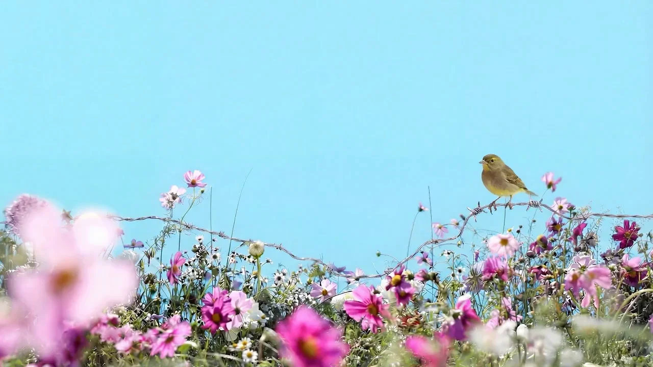 Pistachio, Caroline's Meadow