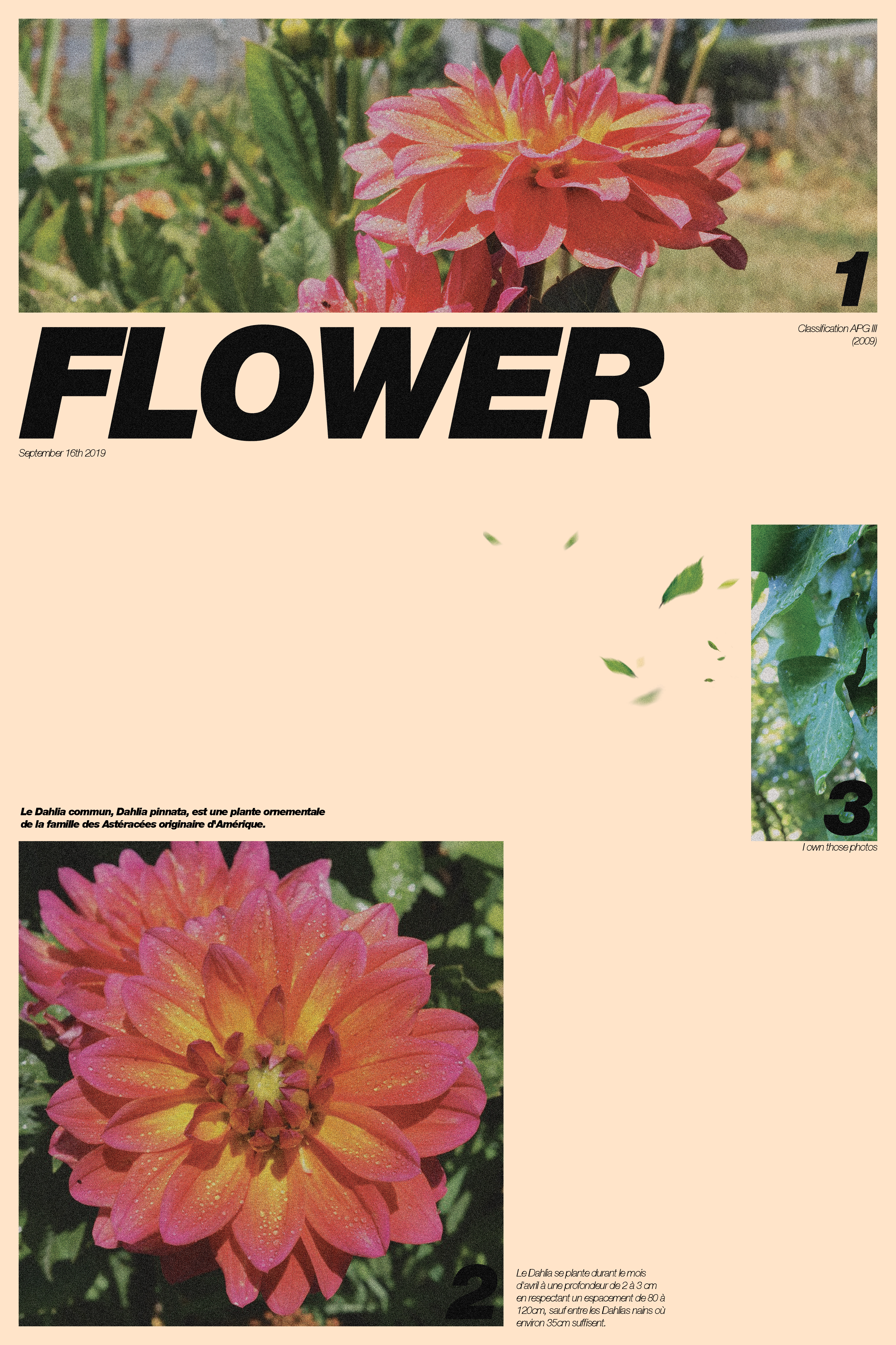 FLOWER