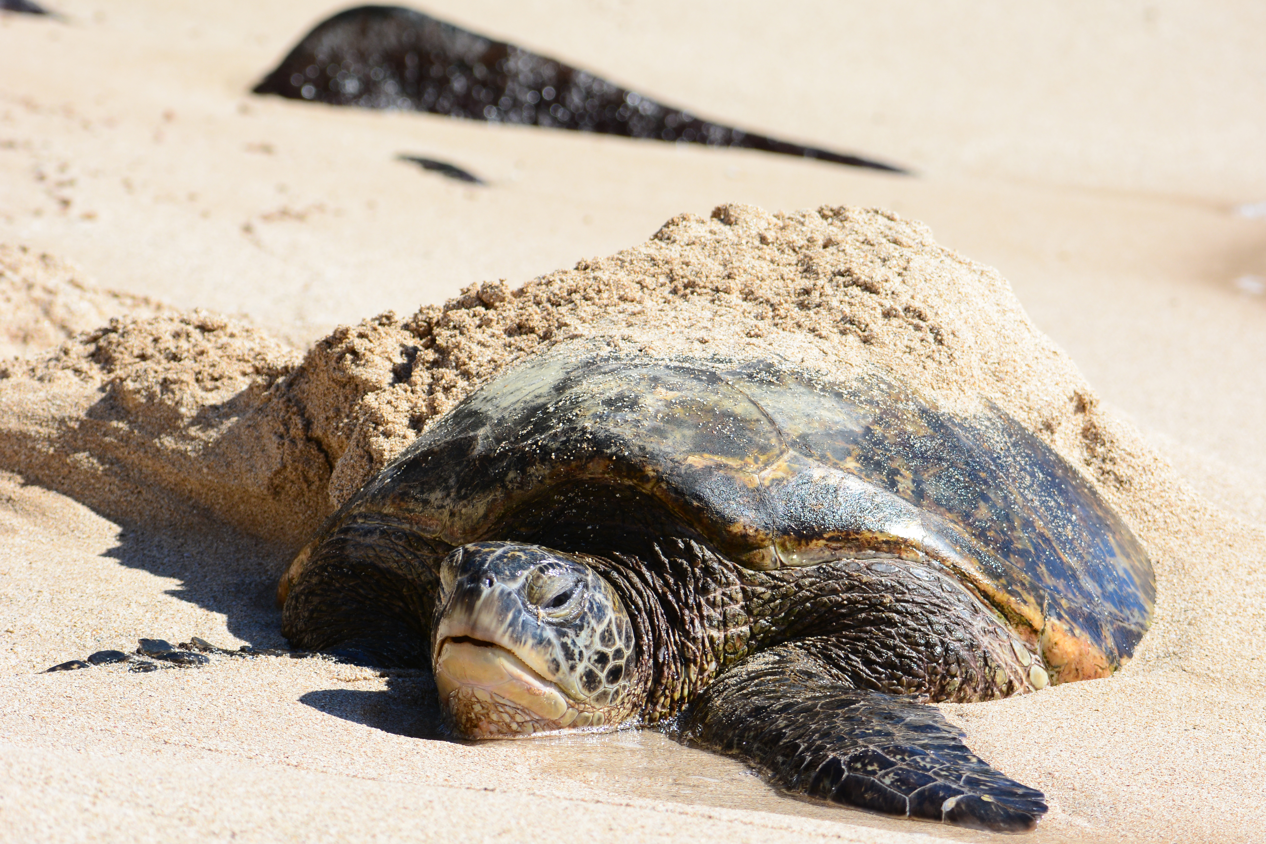 Buried Honu