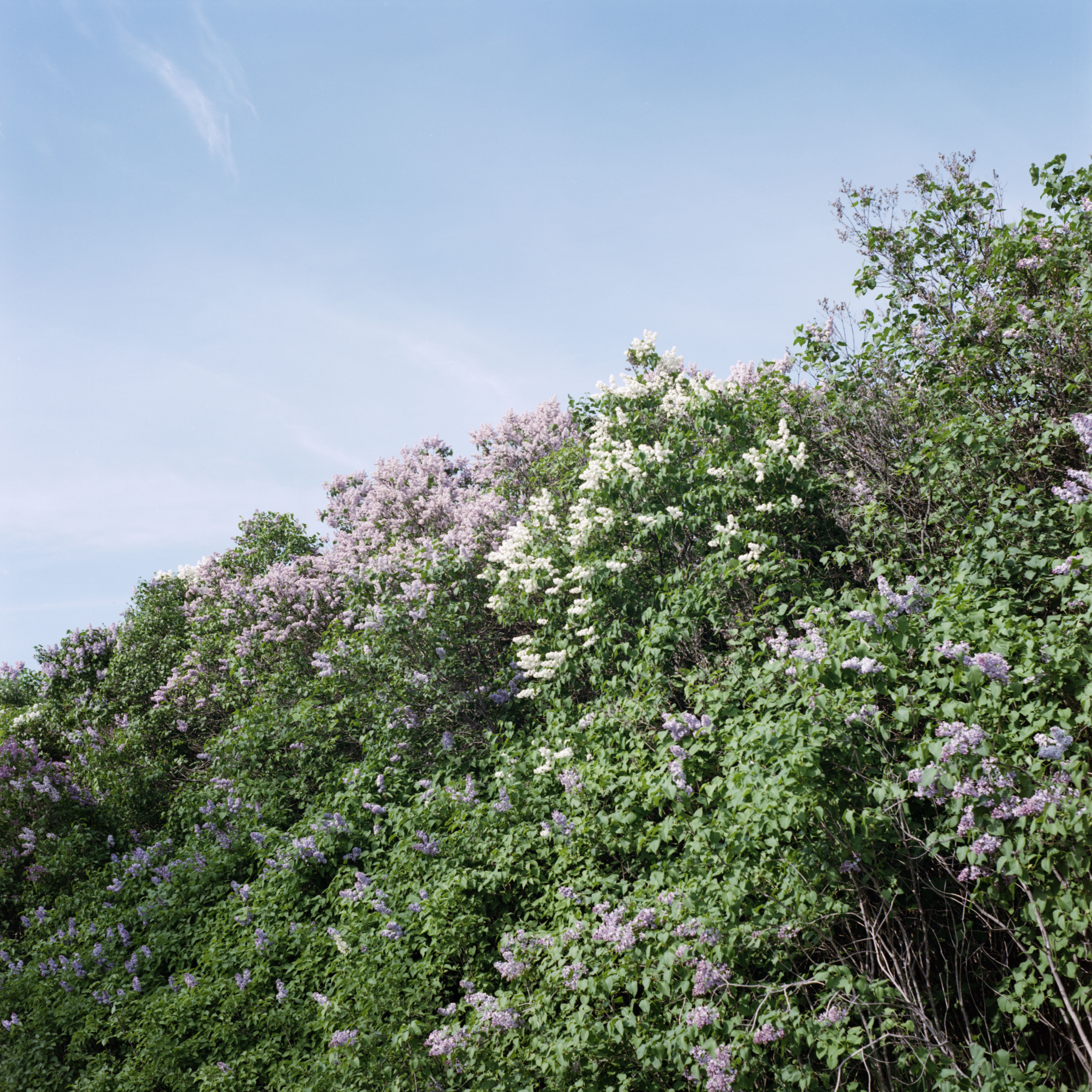 Where The Lilacs Dance