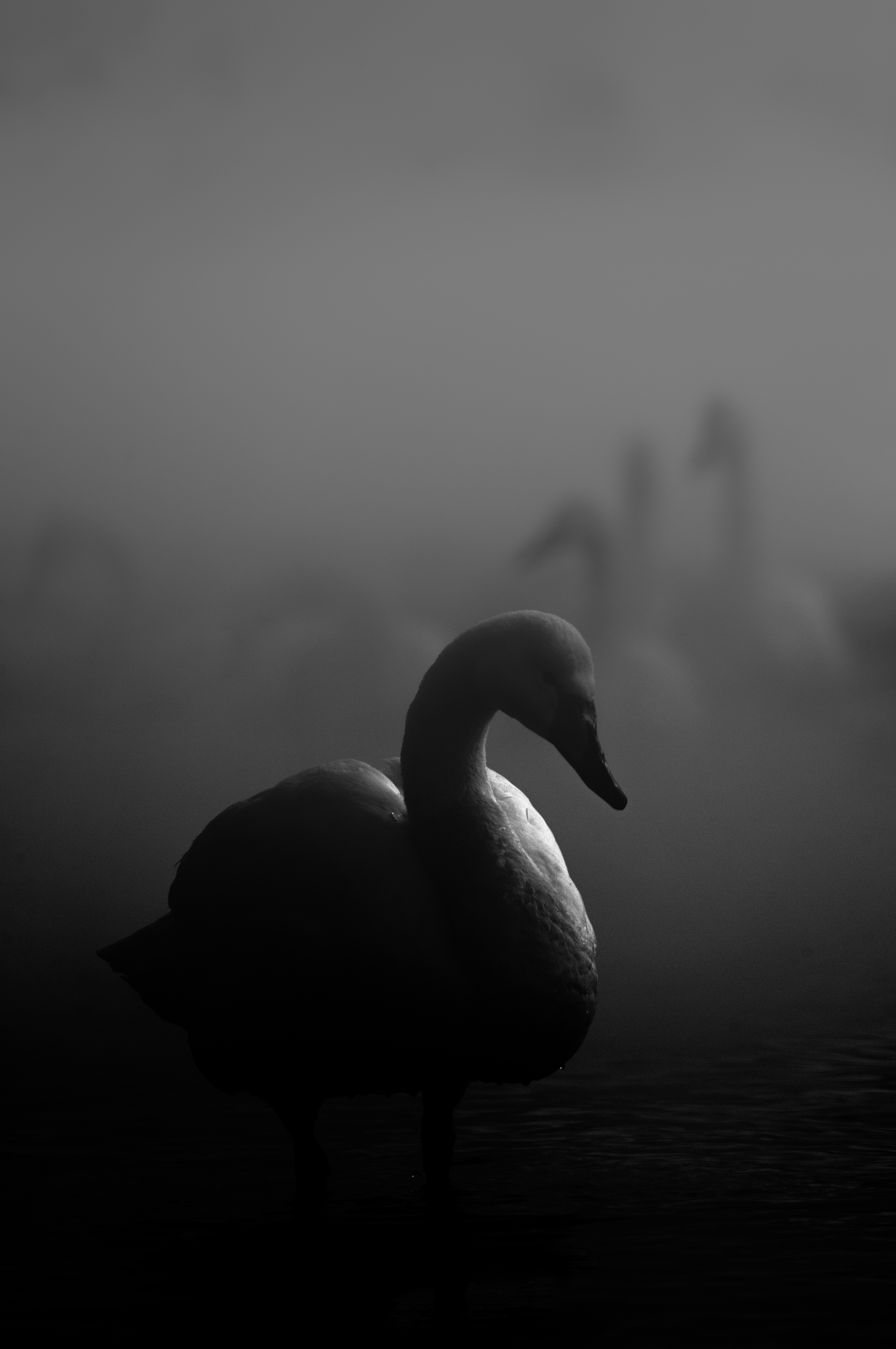 Life in the Shadows