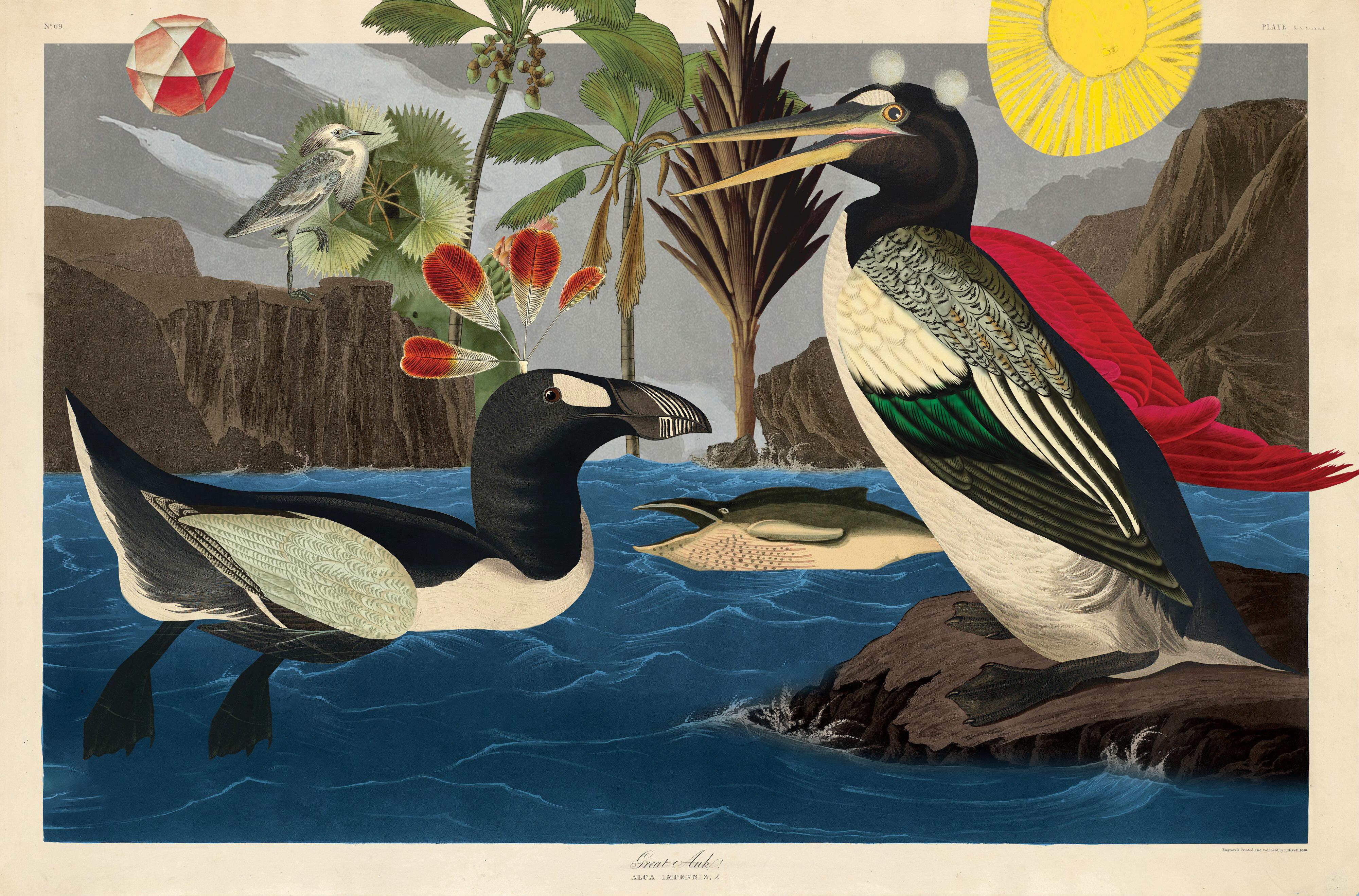 Pinguinus Impennis Morphis #77