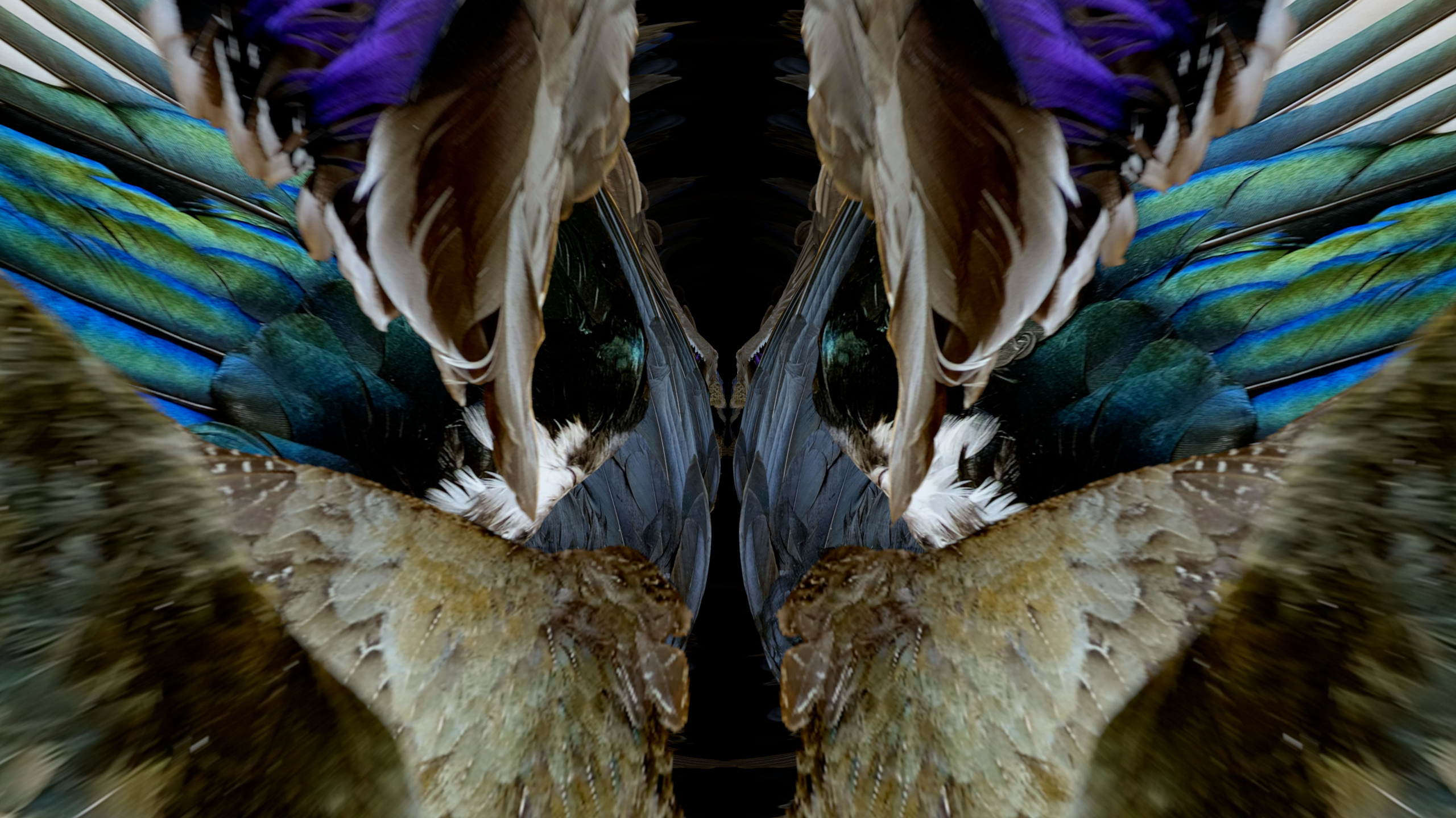 Fuga delle Sirene XI