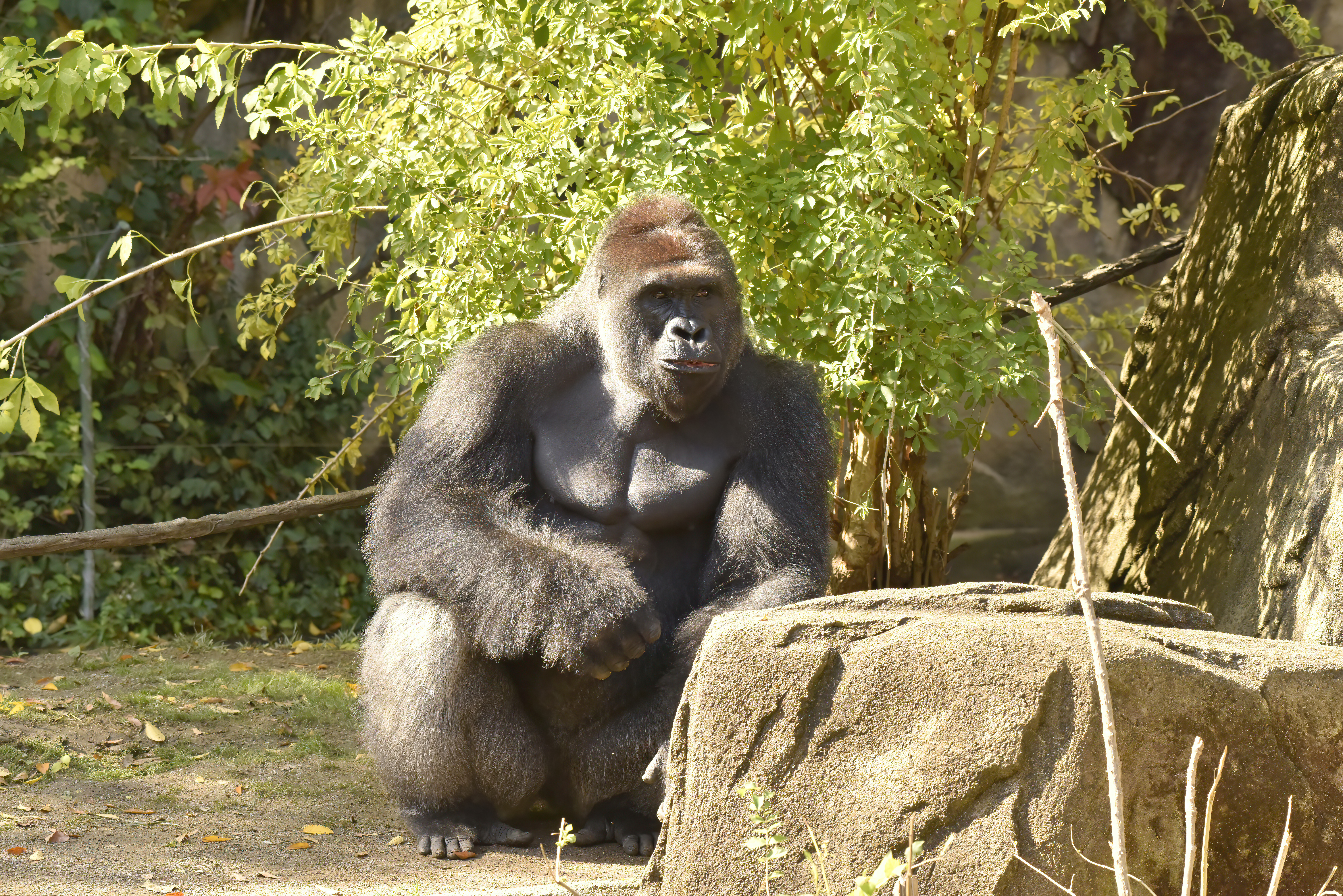 HARAMBE: LEGENDS #584