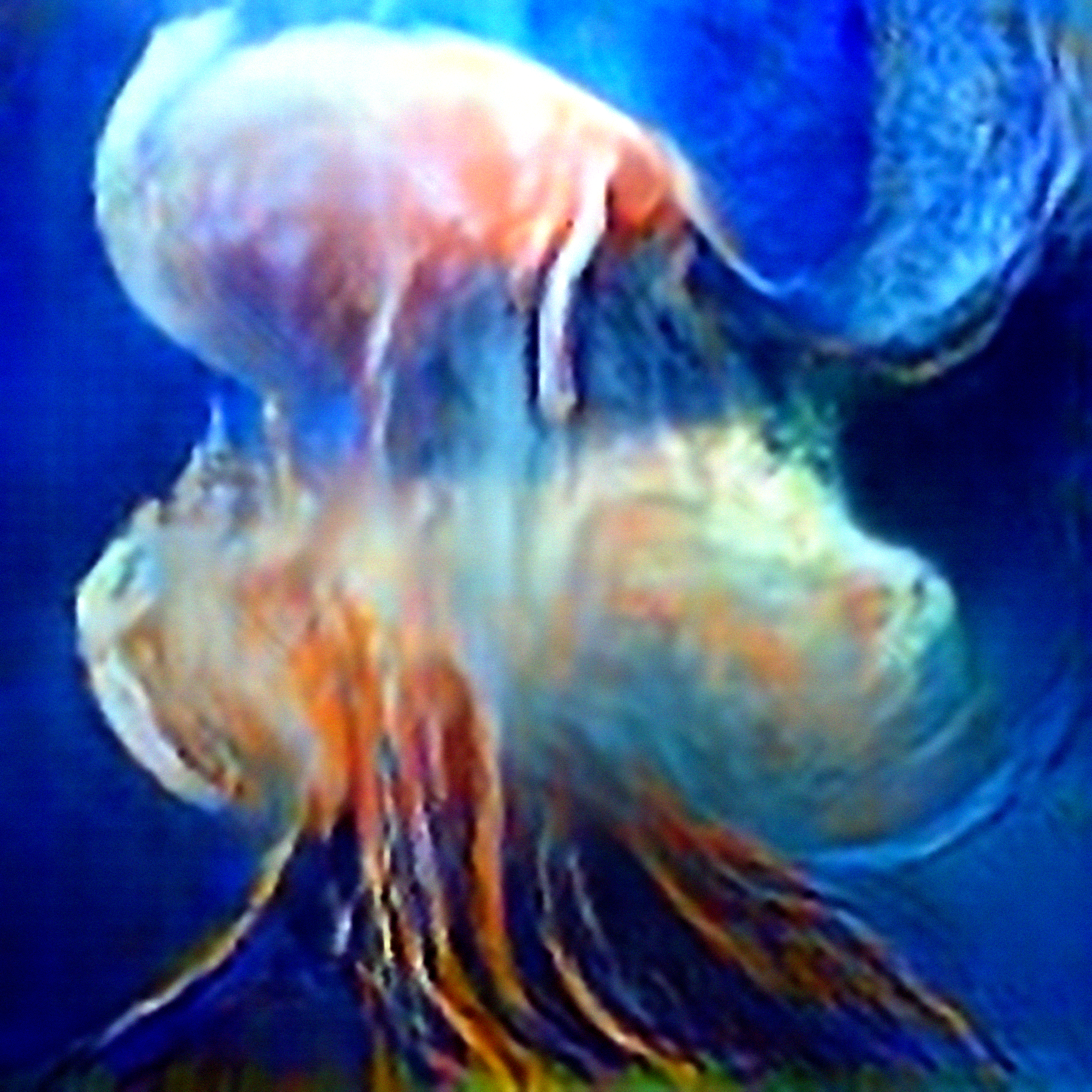 Dreams of Jellyfish #3 (Corpus: Seaweed Dreams)