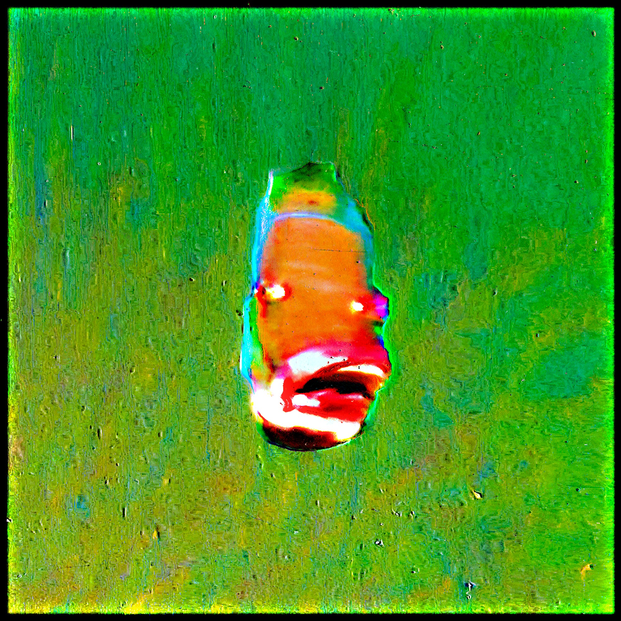 Obliviaformis aurantia (83)