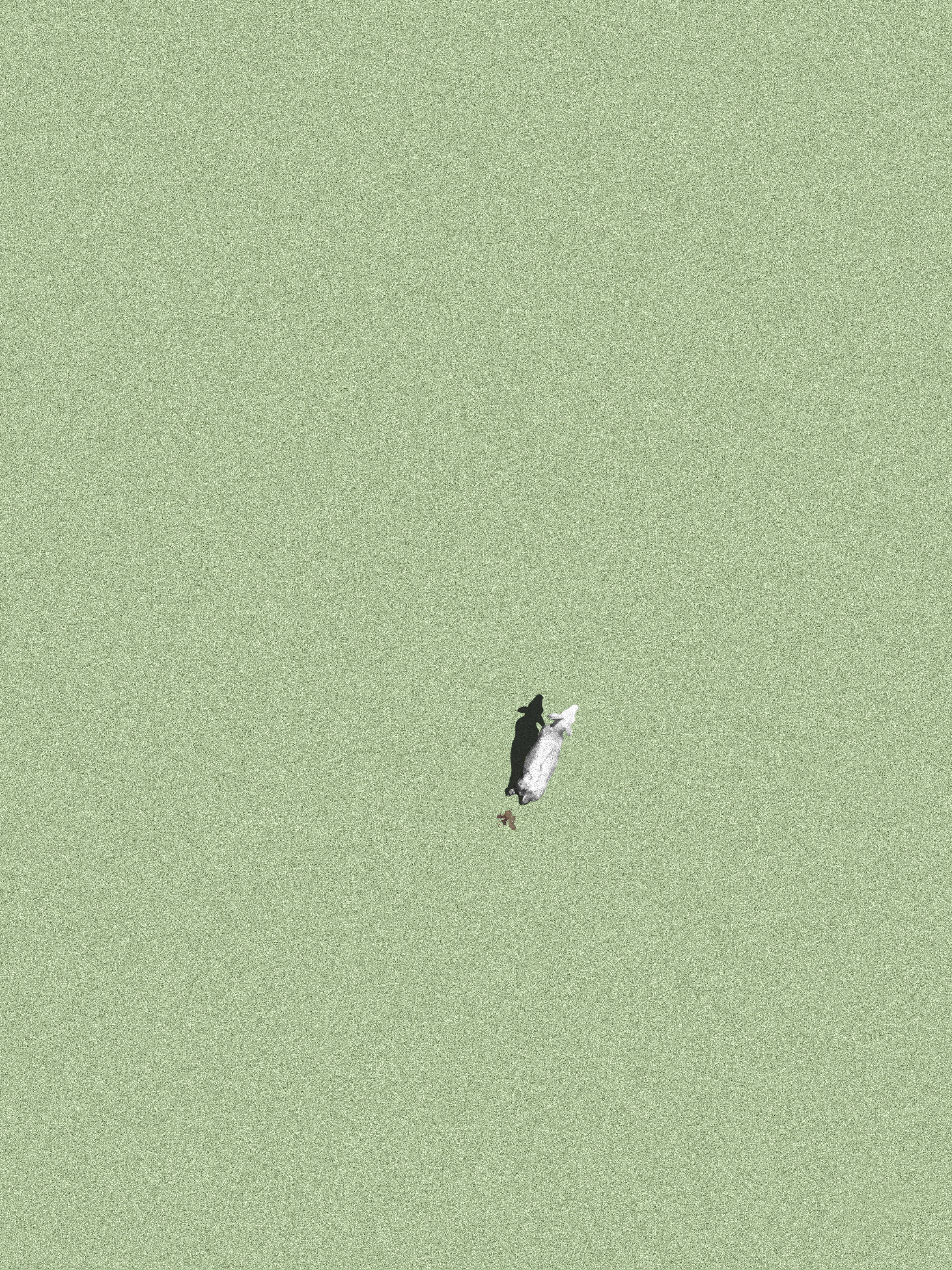 Sheep Shit #20/30
