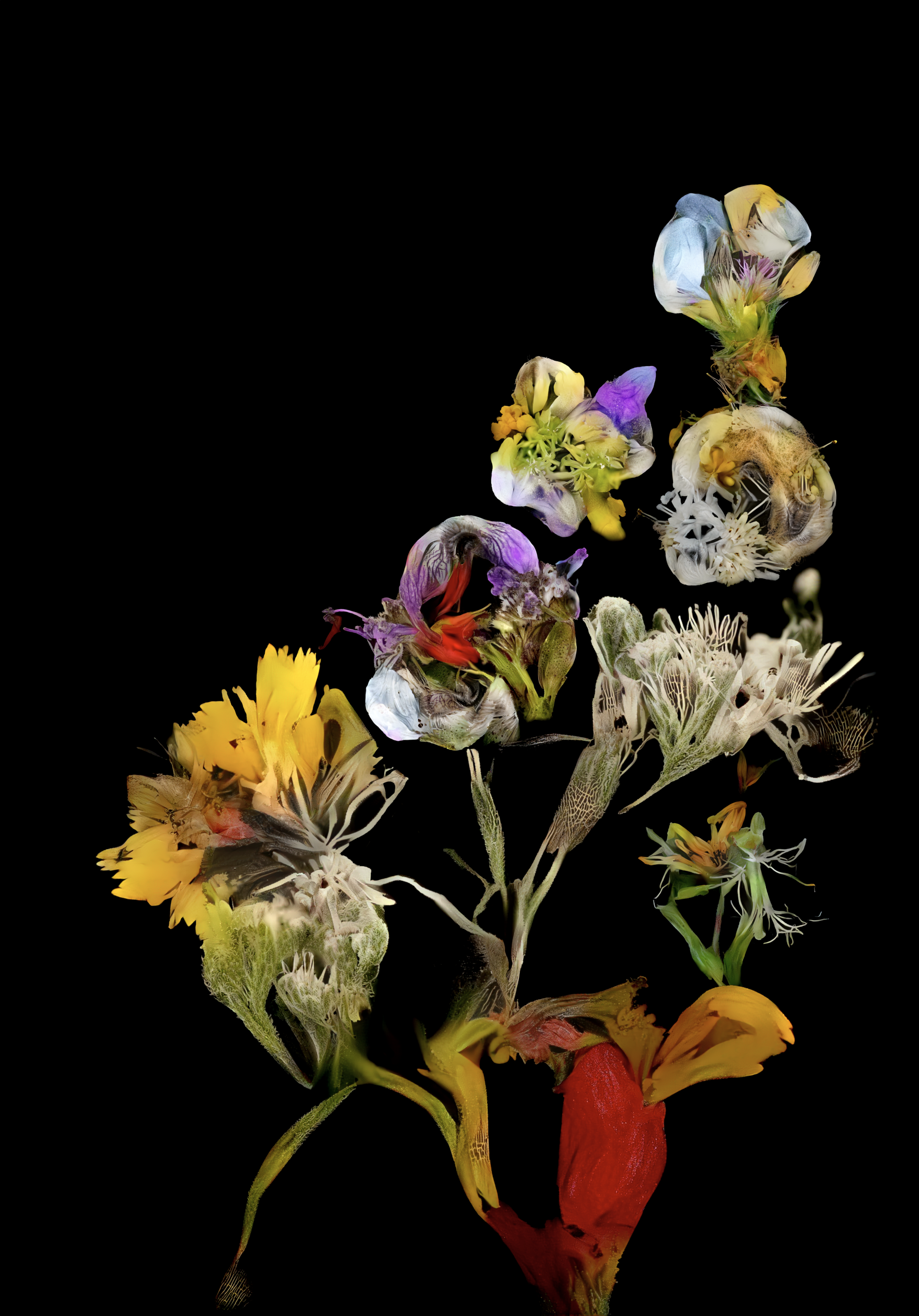 hedgerow still life #18