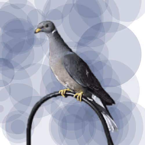 Seamorphus Pigeon #30